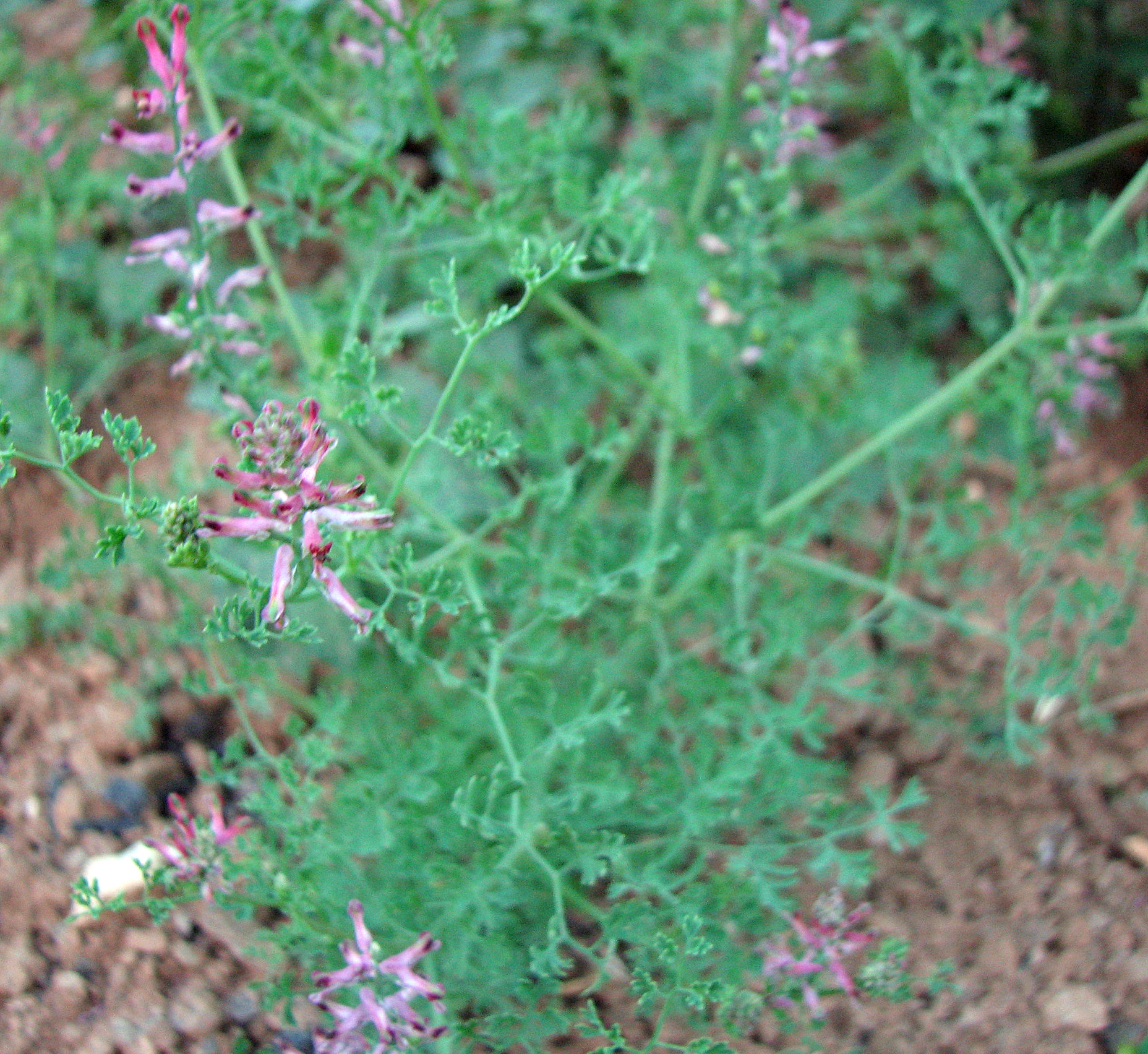 Gewöhnlicher Erdrauch