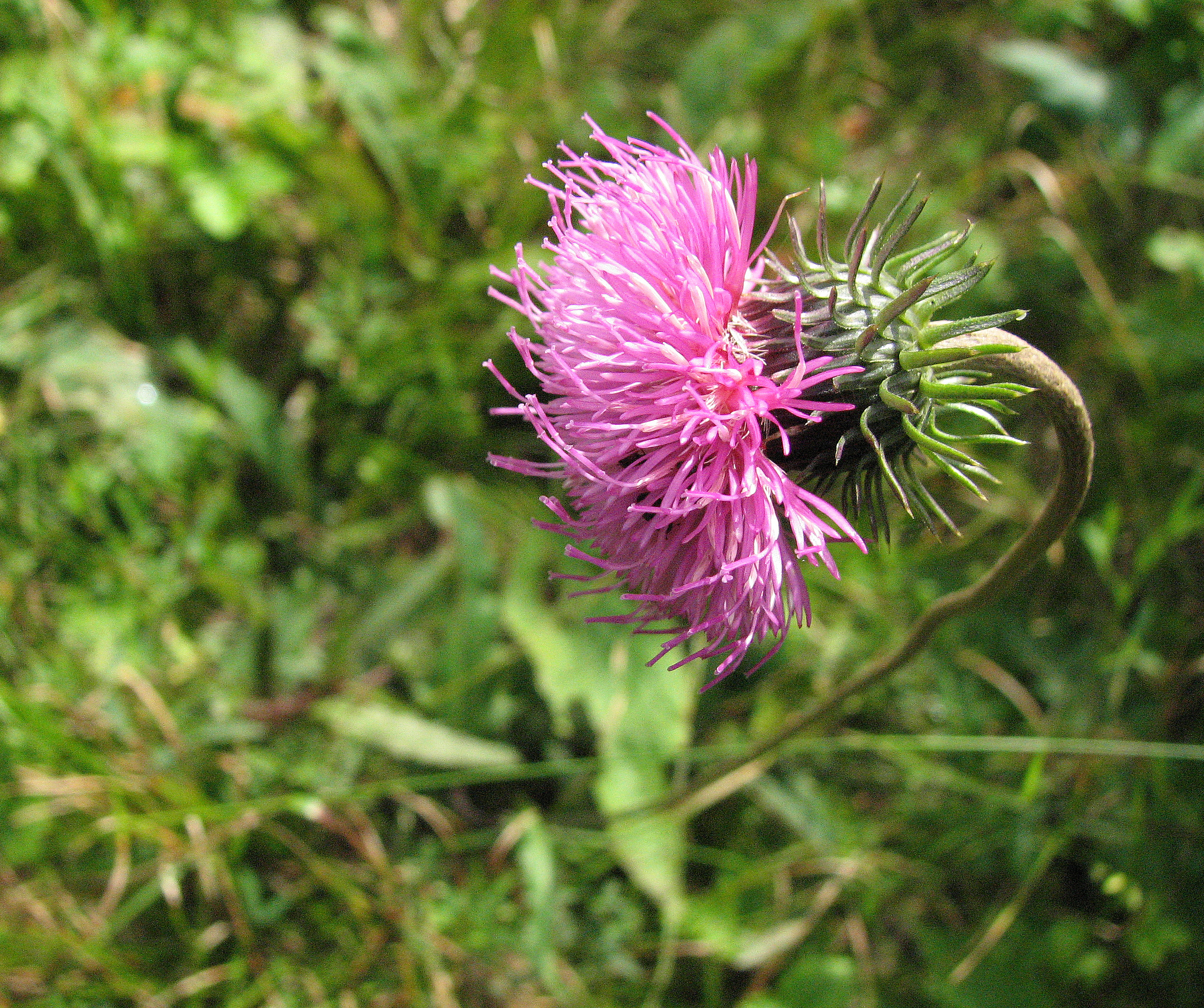 Gewöhnliche Bergdistel