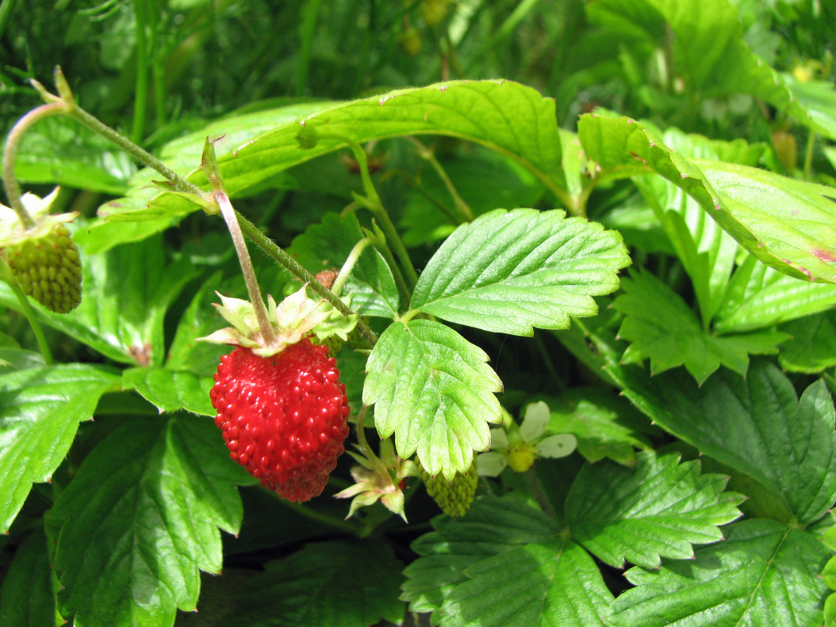 Gartenerdbeere