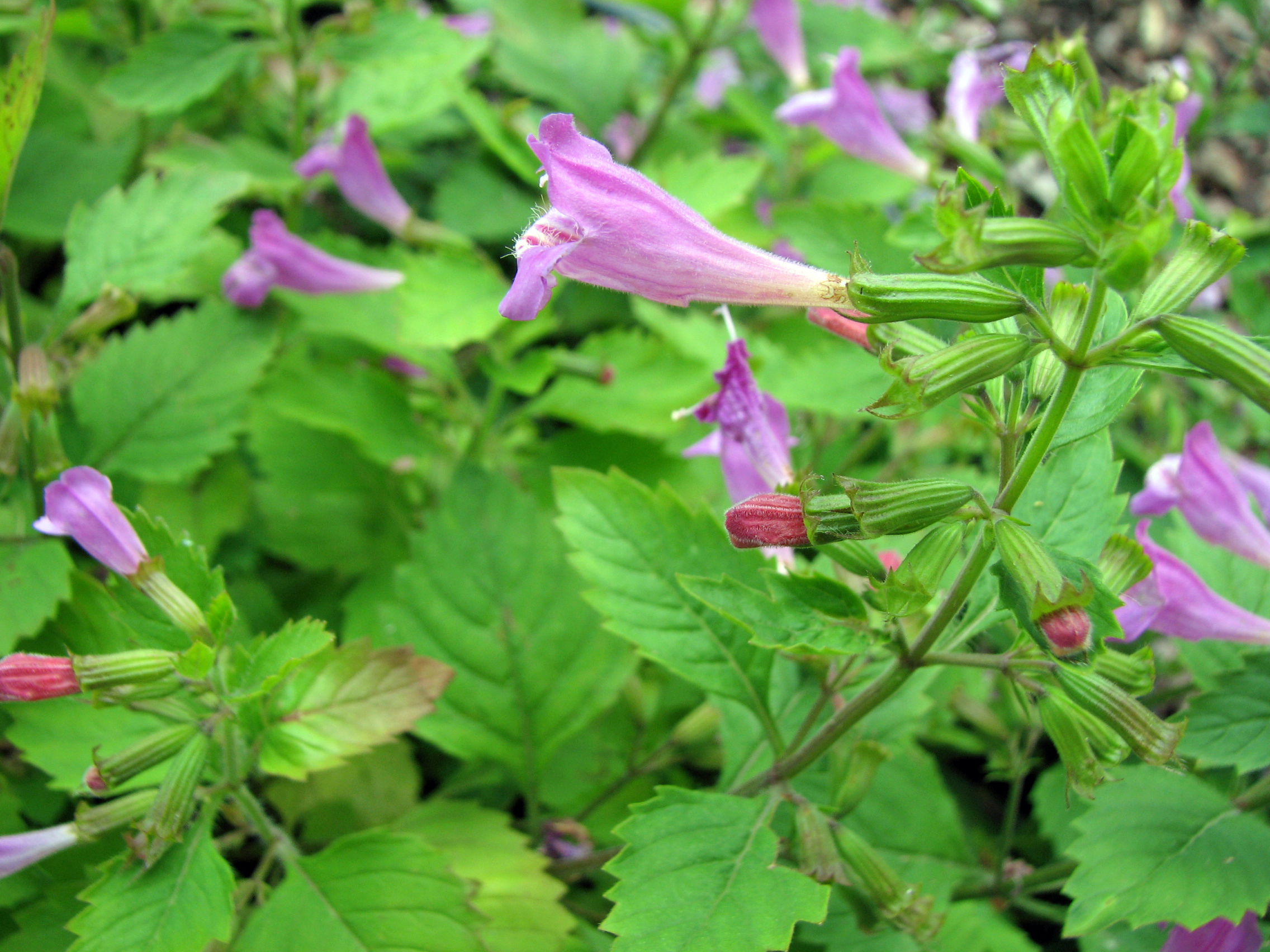 Großblütige Bergminze