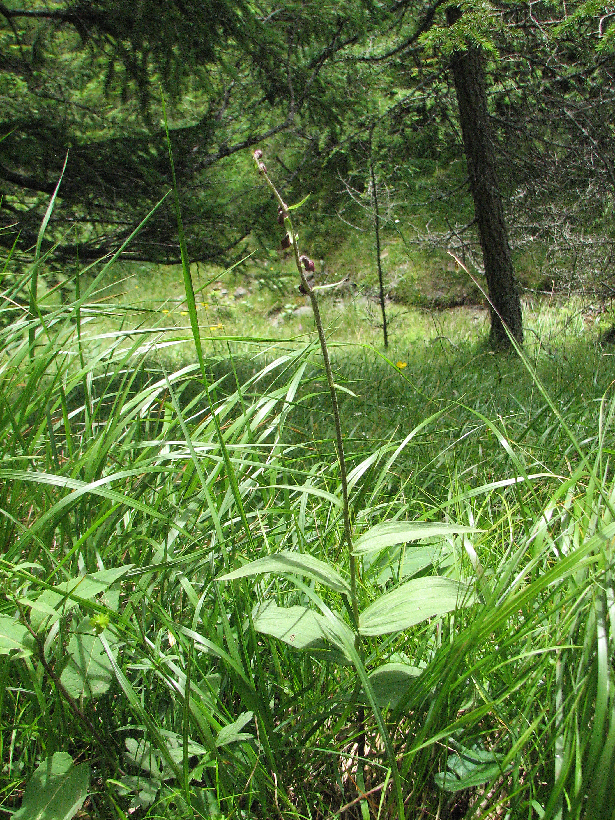 Braunrote Stendelwurz