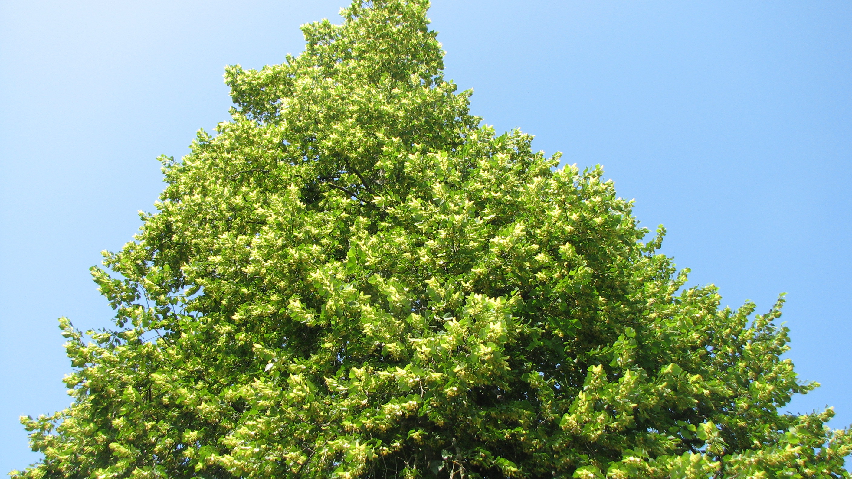 Sommerlinde