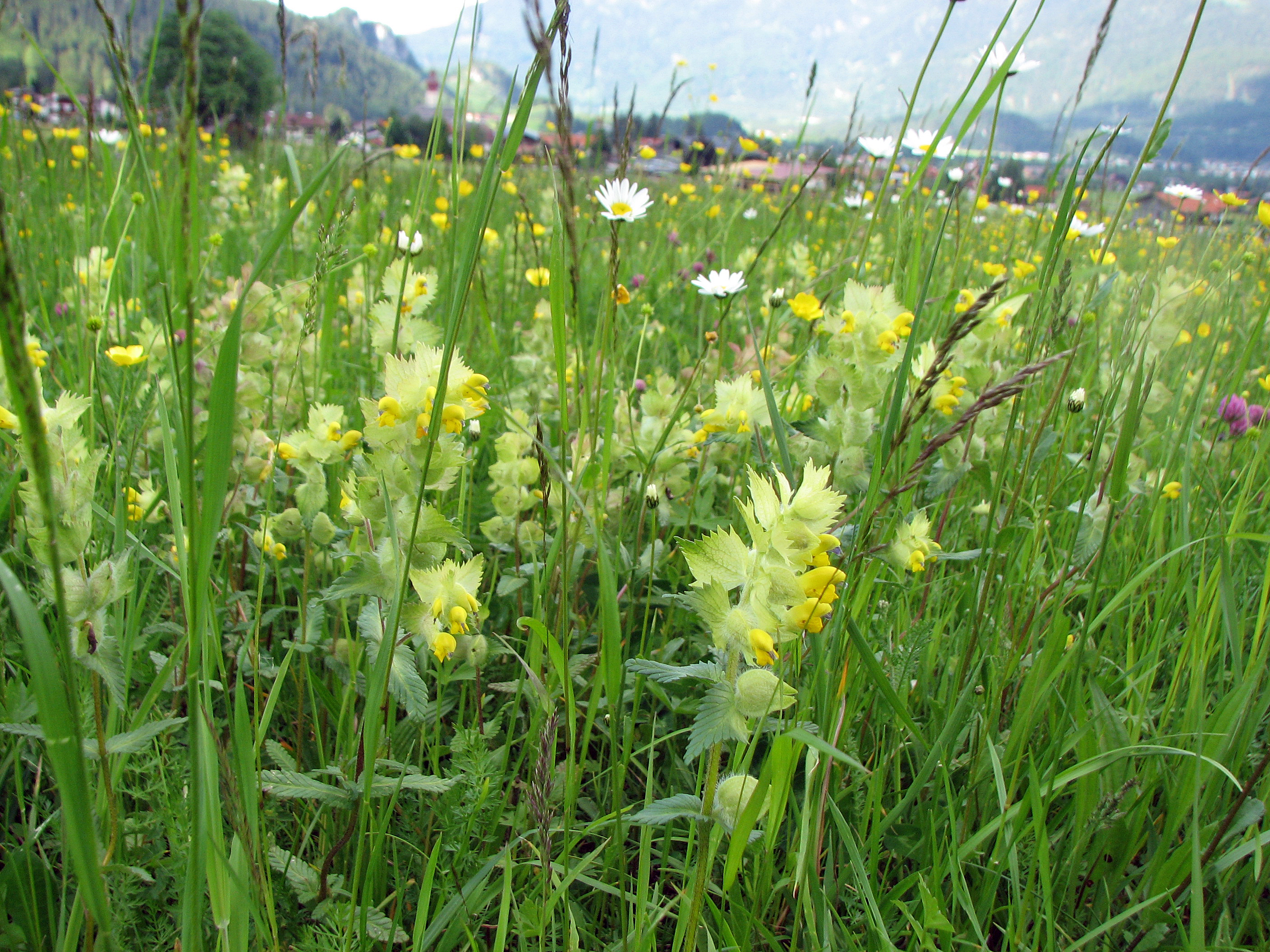 Zottiger Klappertopf