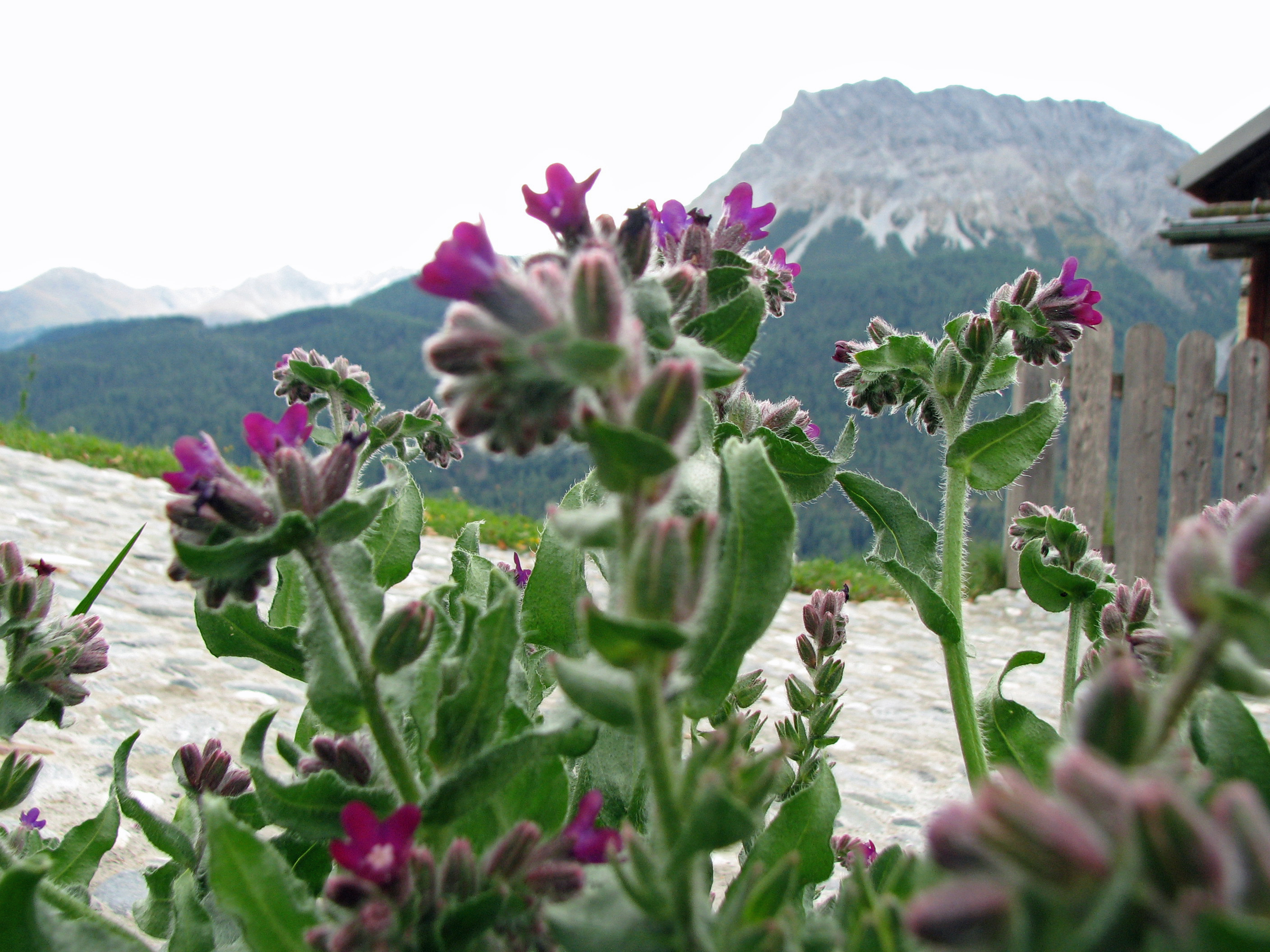 Gewöhnliche Ochsenzunge