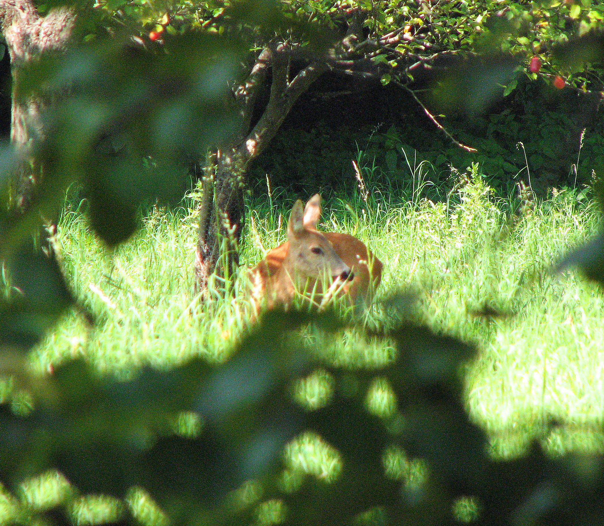<p>Reh-Ricke (Weibchen)</p>