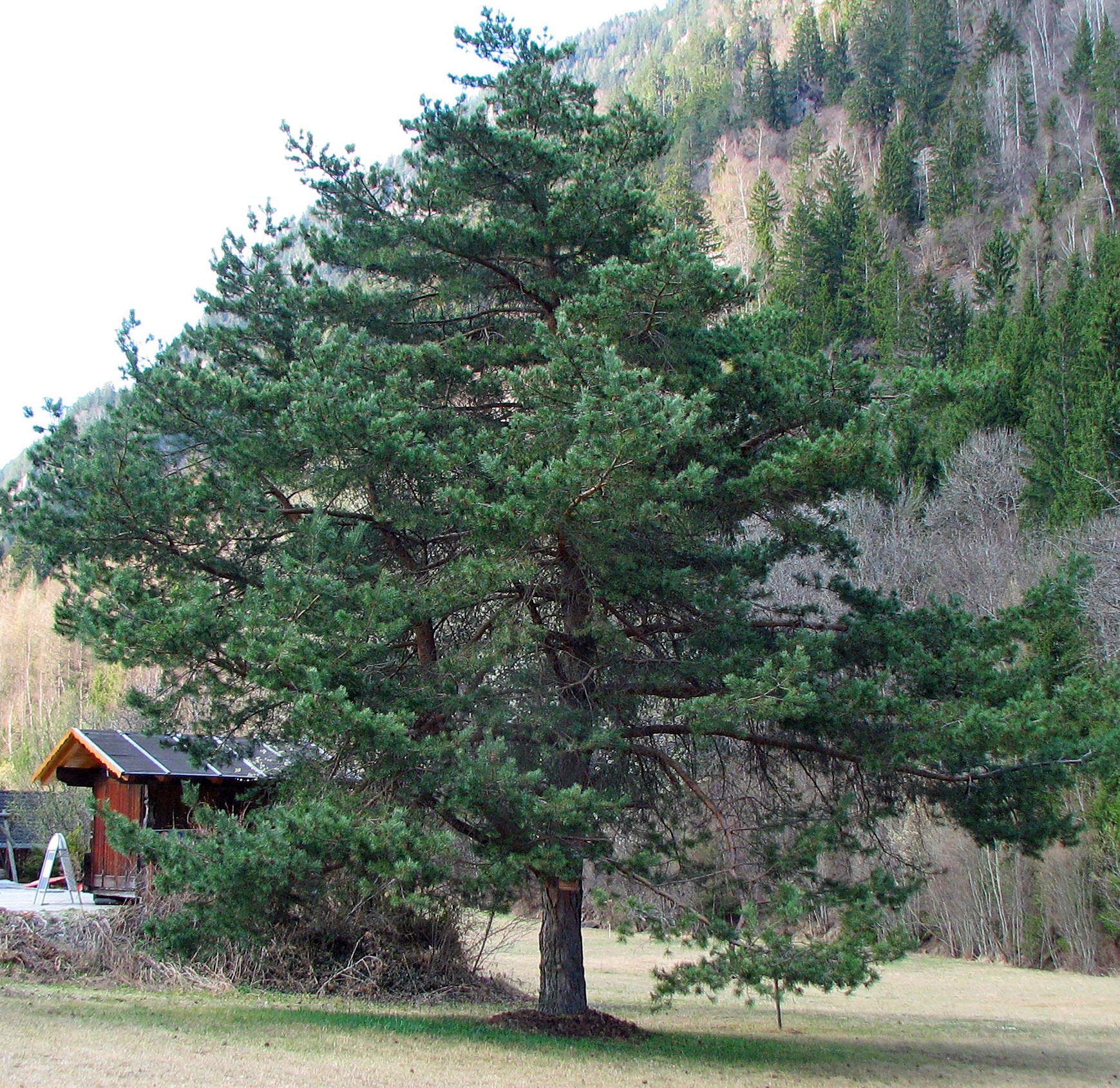 Österreichische Schwarzkiefer