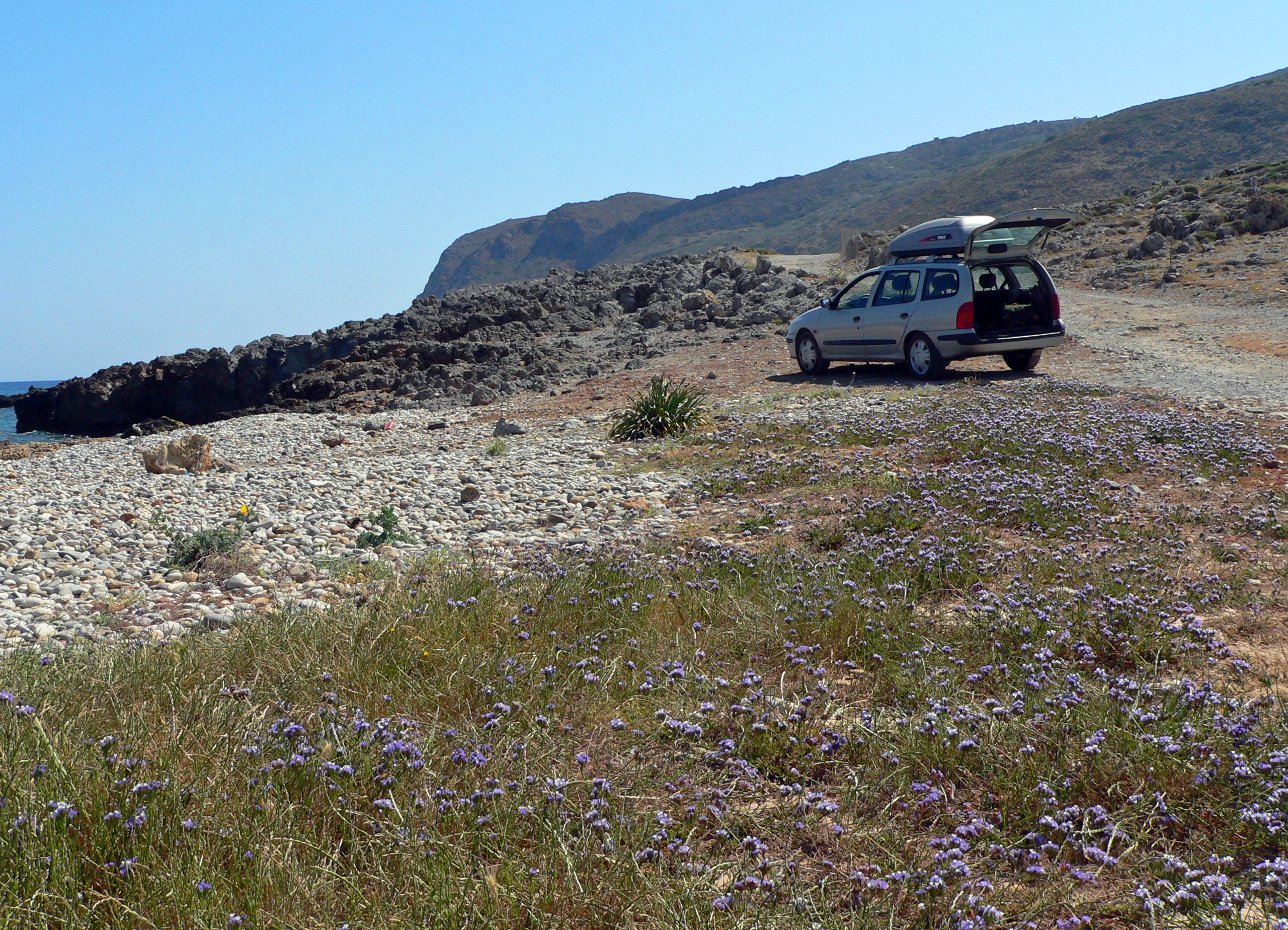 Geflügelter Strandflieder