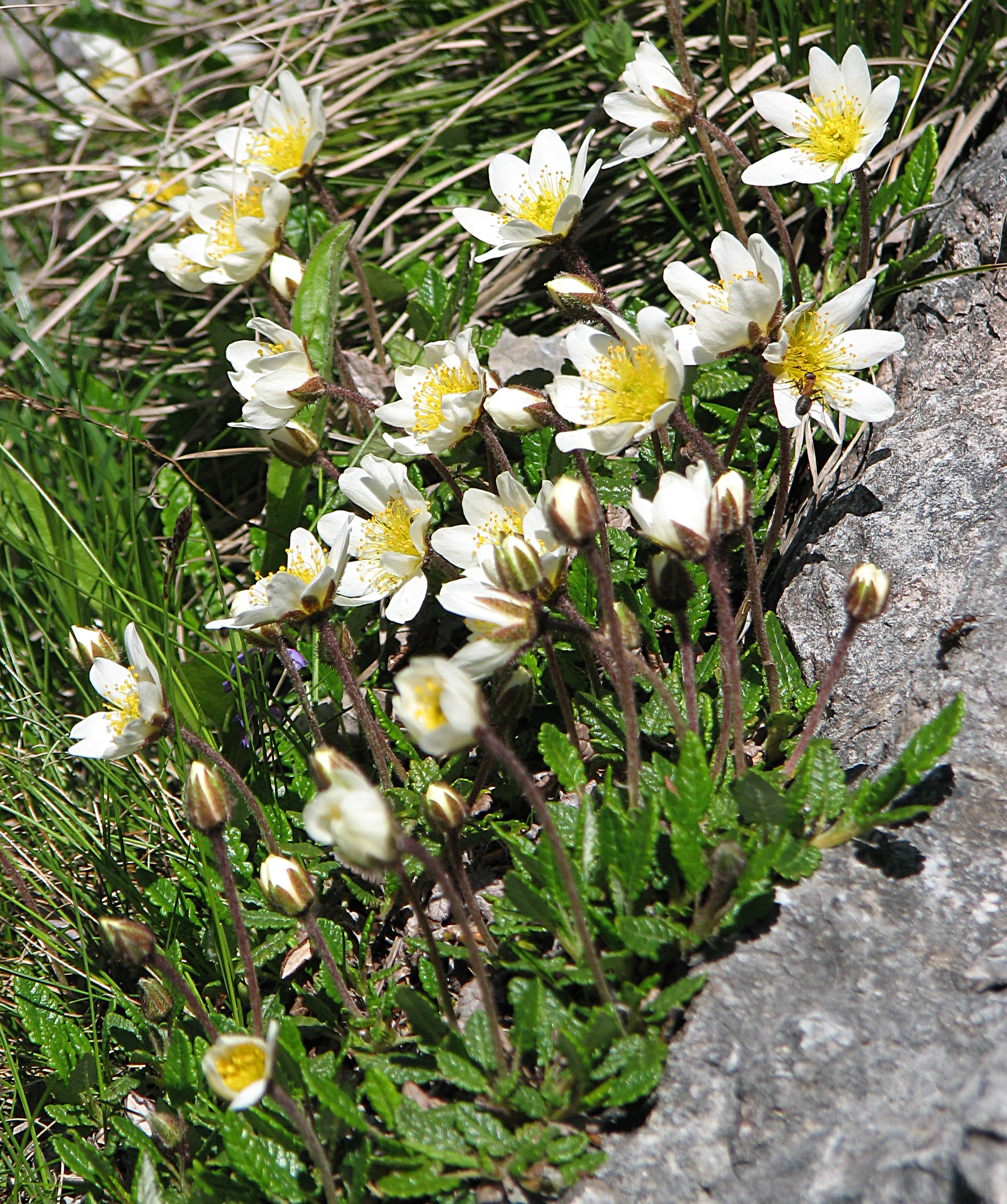 Silberwurz