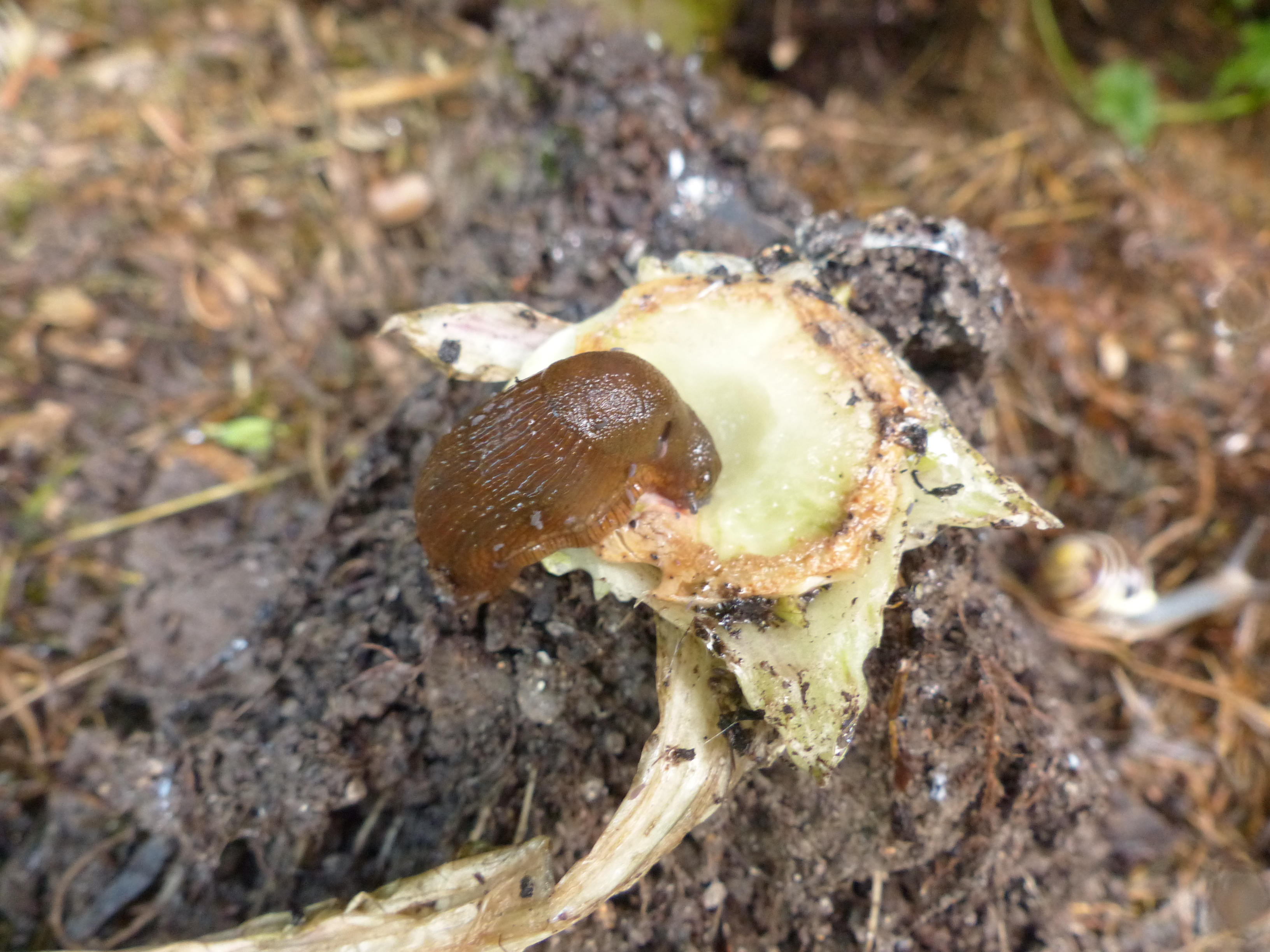 <p>Auch an <em>Salatstrünken</em>, die aus dem Gemüsebeet nicht entfernt worden sind, kann man Schnecken absammeln.</p>