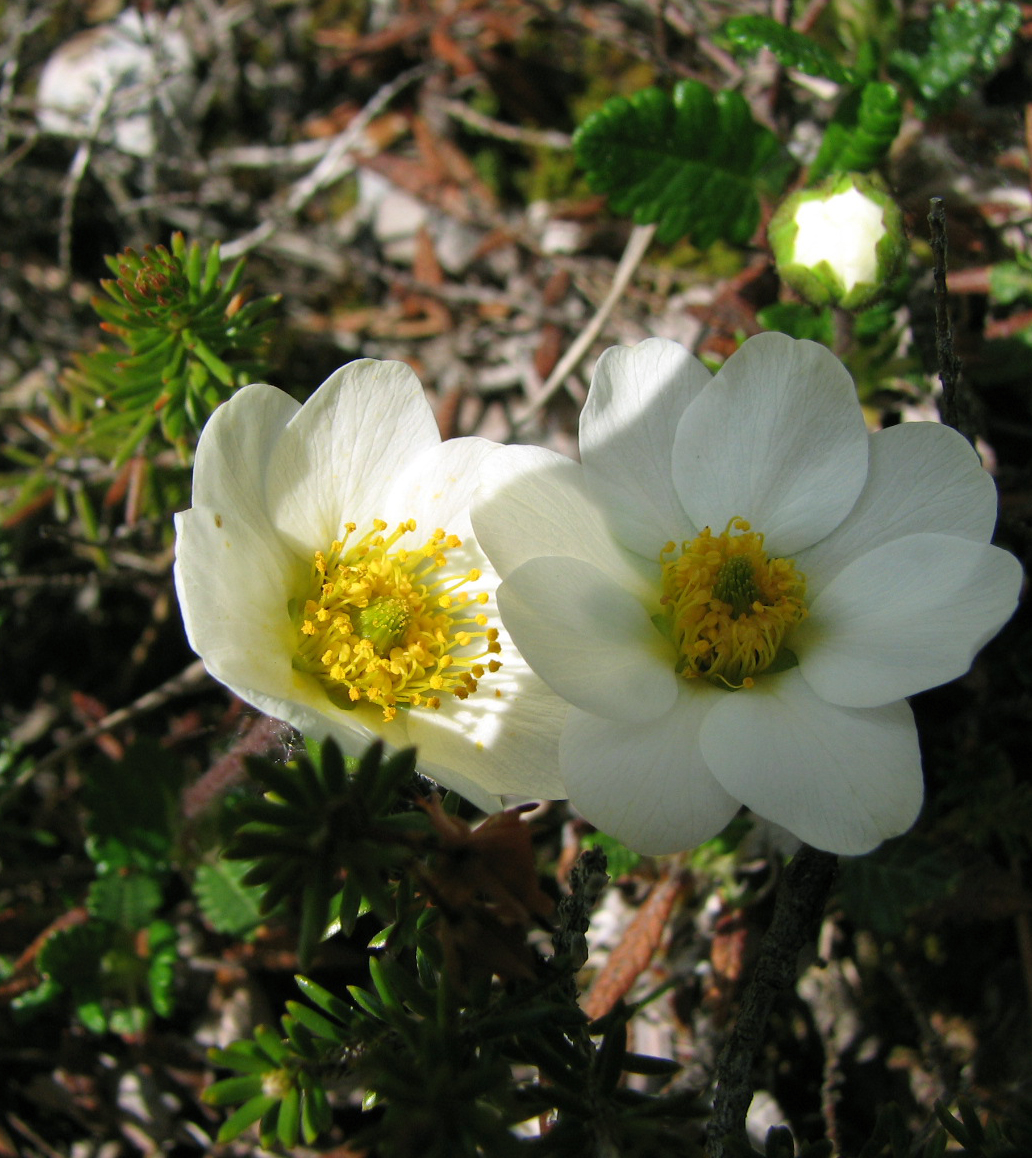 Silberwurz