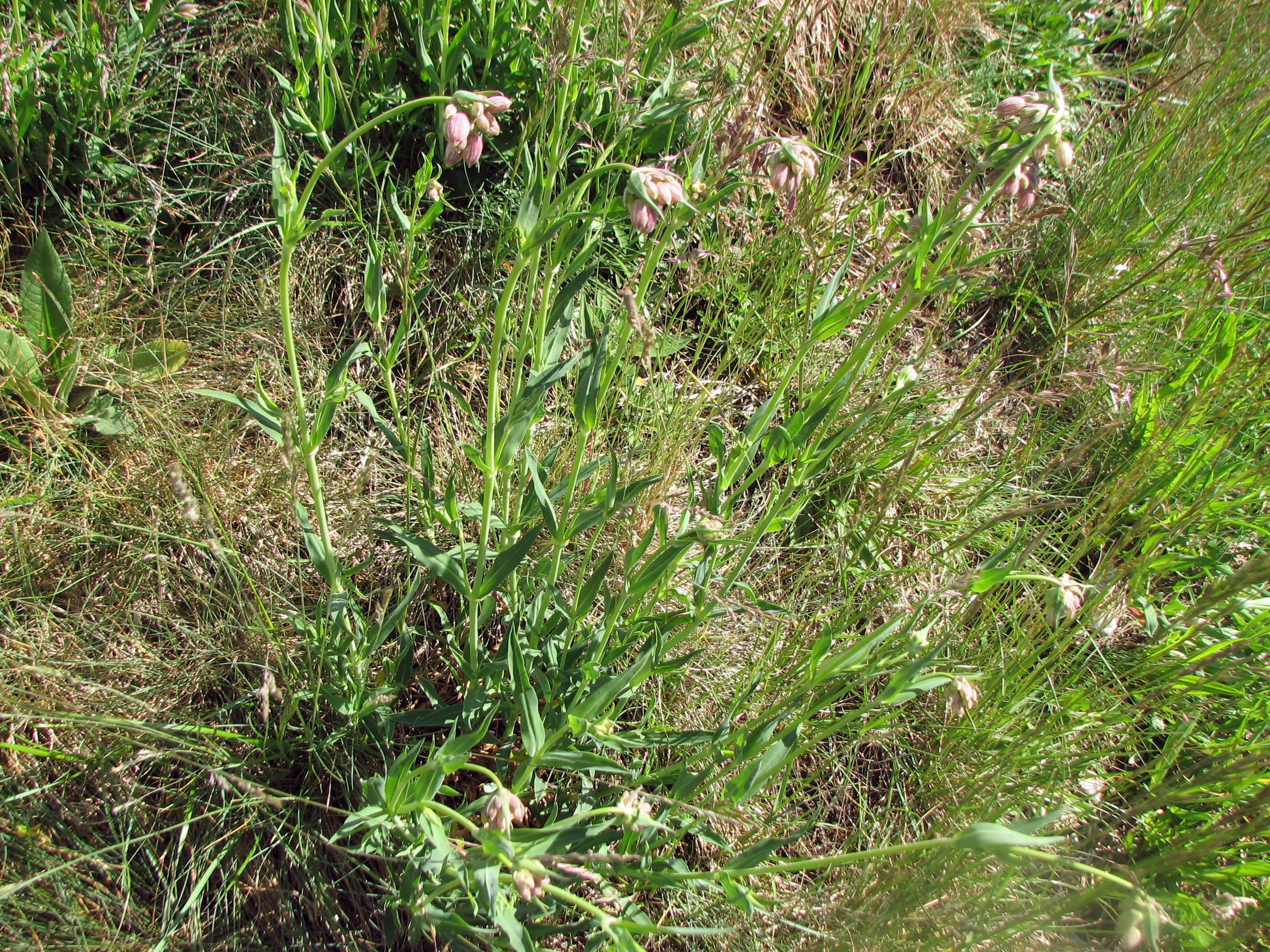 Taubenkropfleimkraut