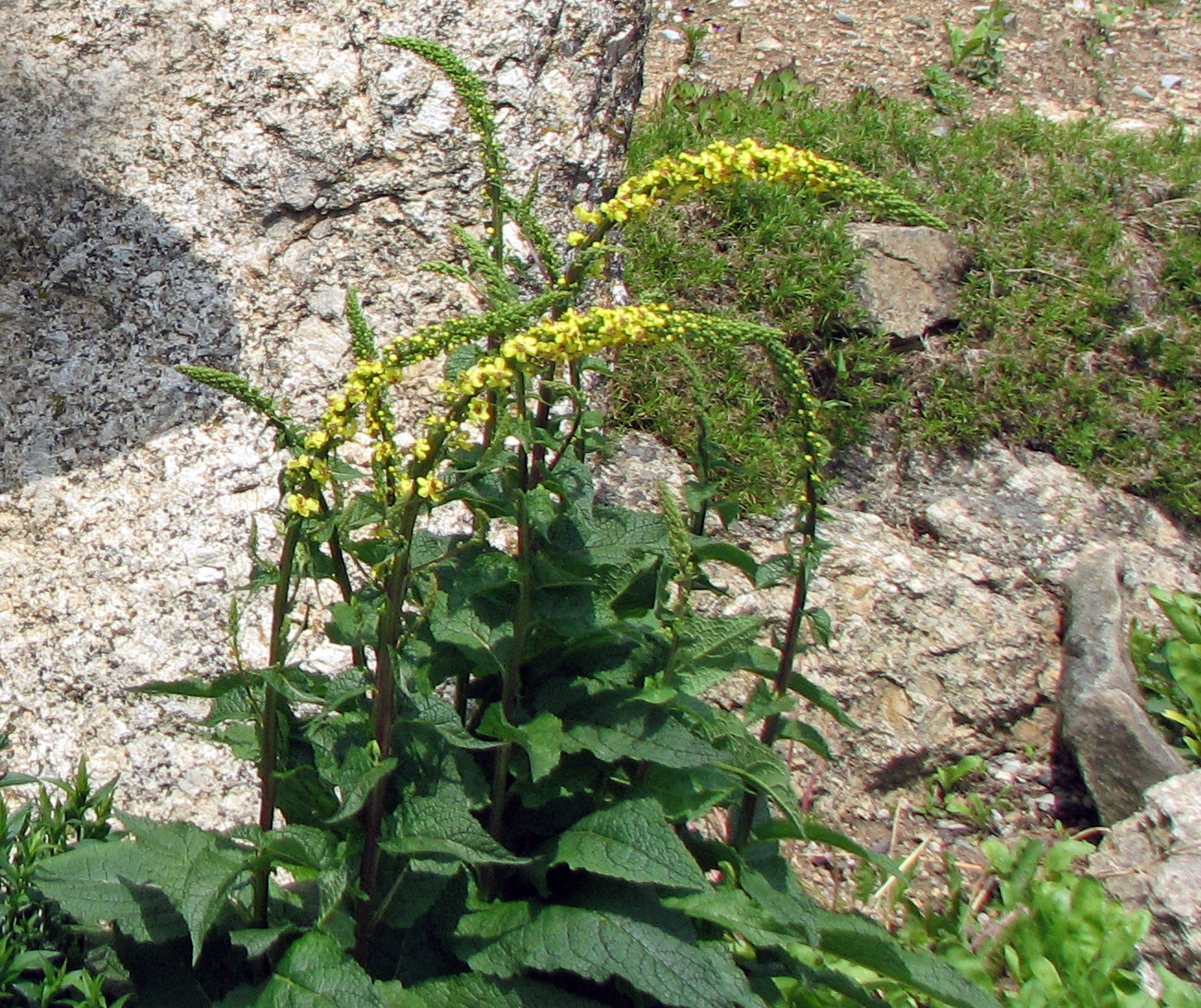 Schwarze Königskerze