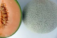 Zuckermelone