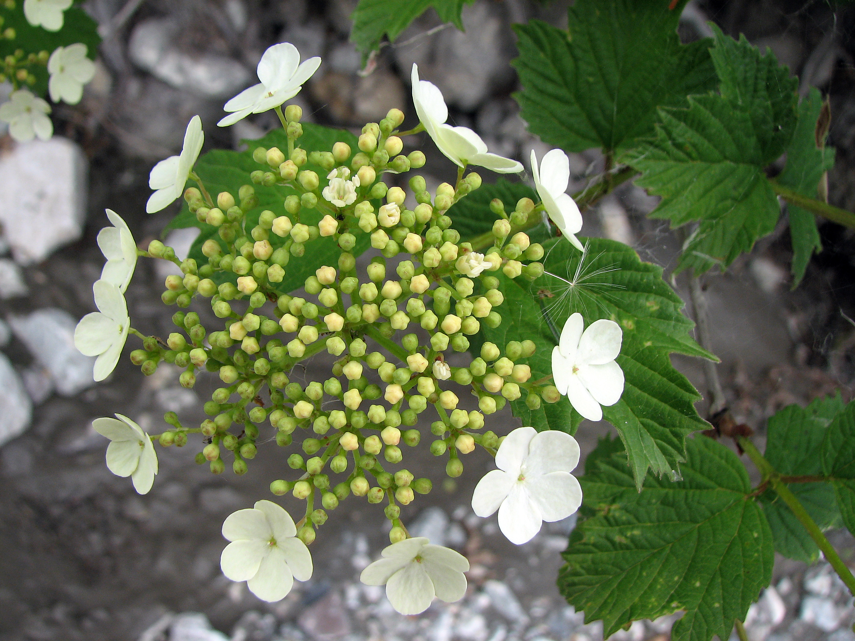 Gewöhnlicher Schneeball