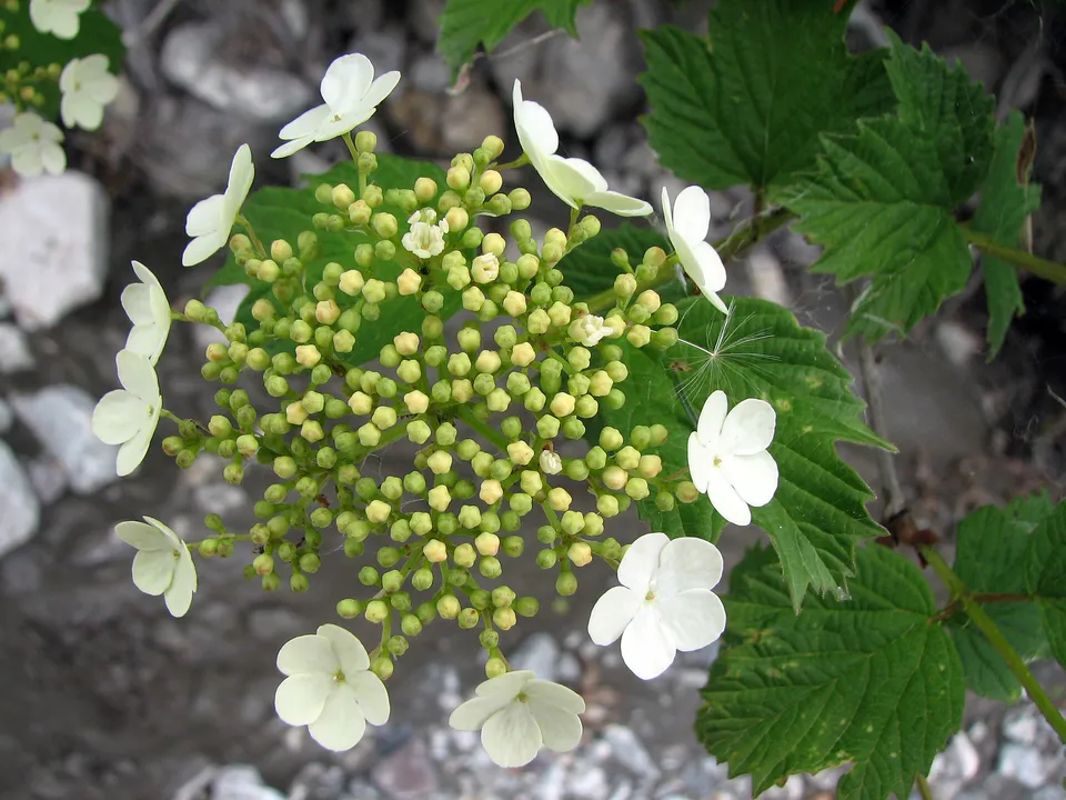Gewöhnlicher Schneeball