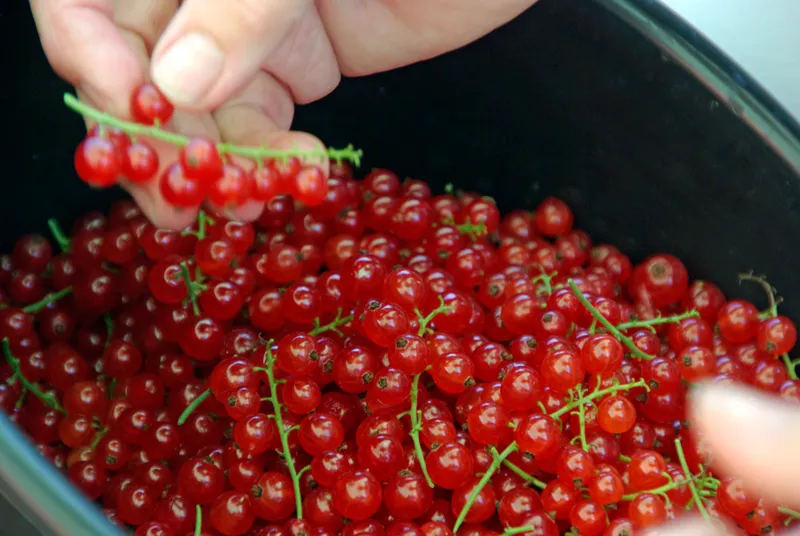 Johannisbeeren