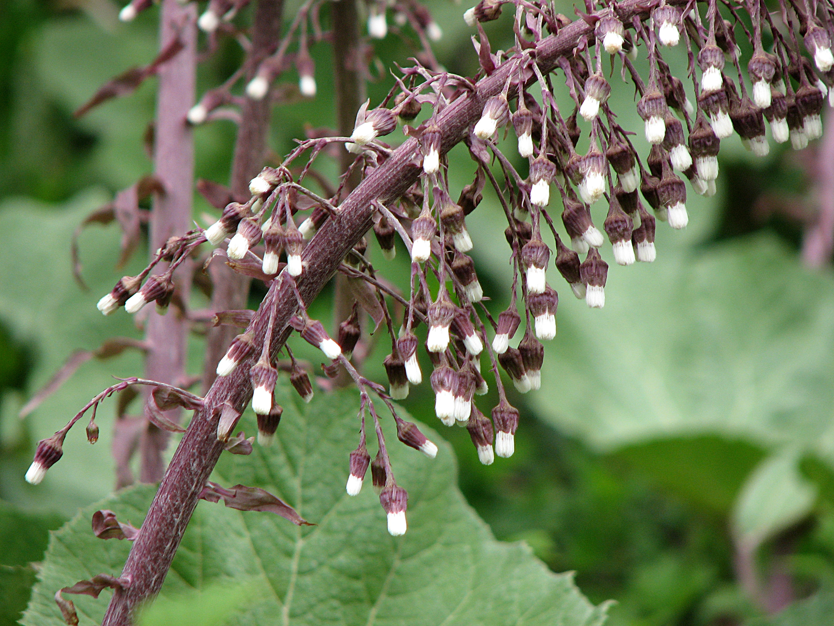 Gewöhnliche Pestwurz