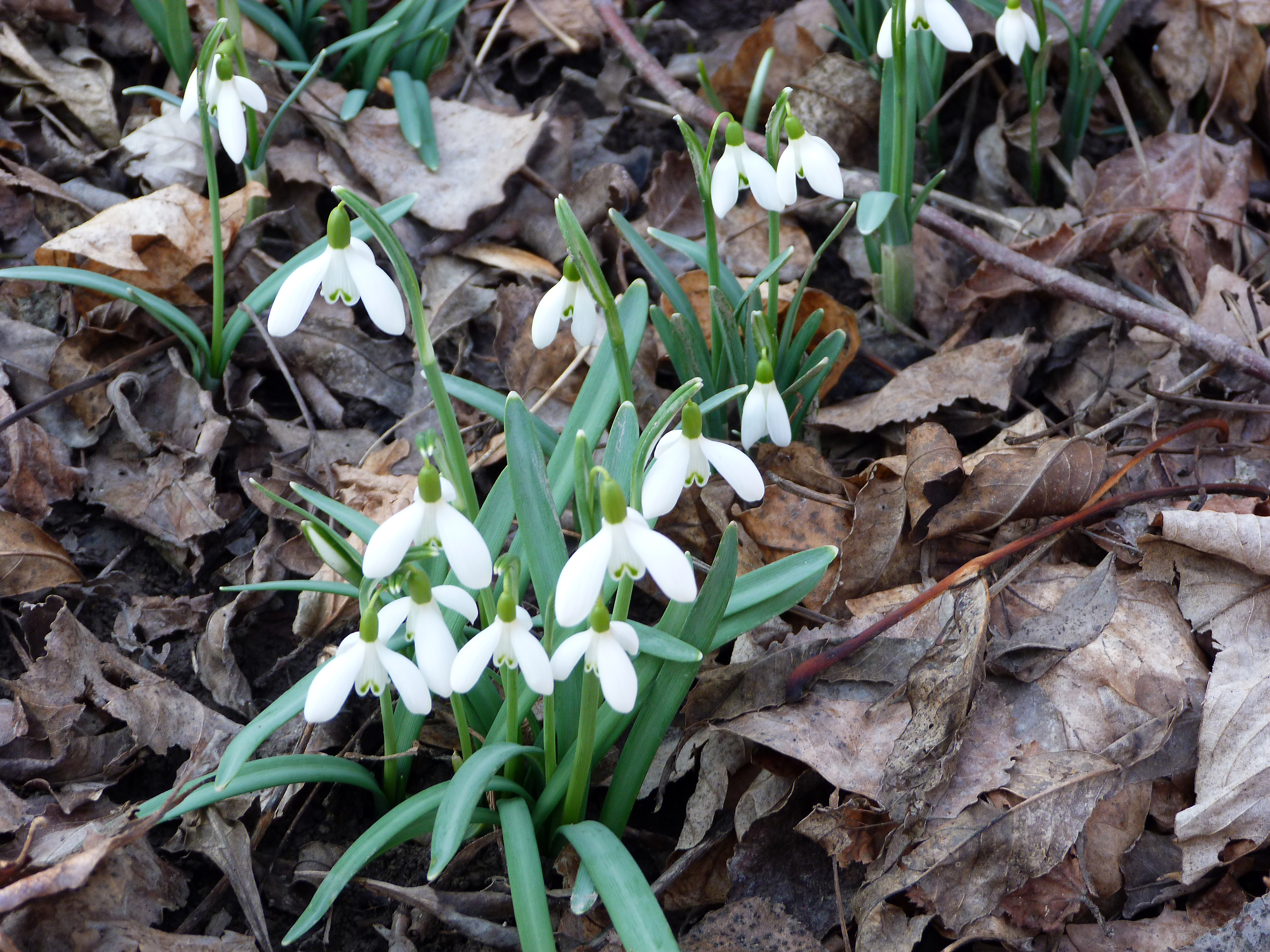 Kleines Schneeglöckchen