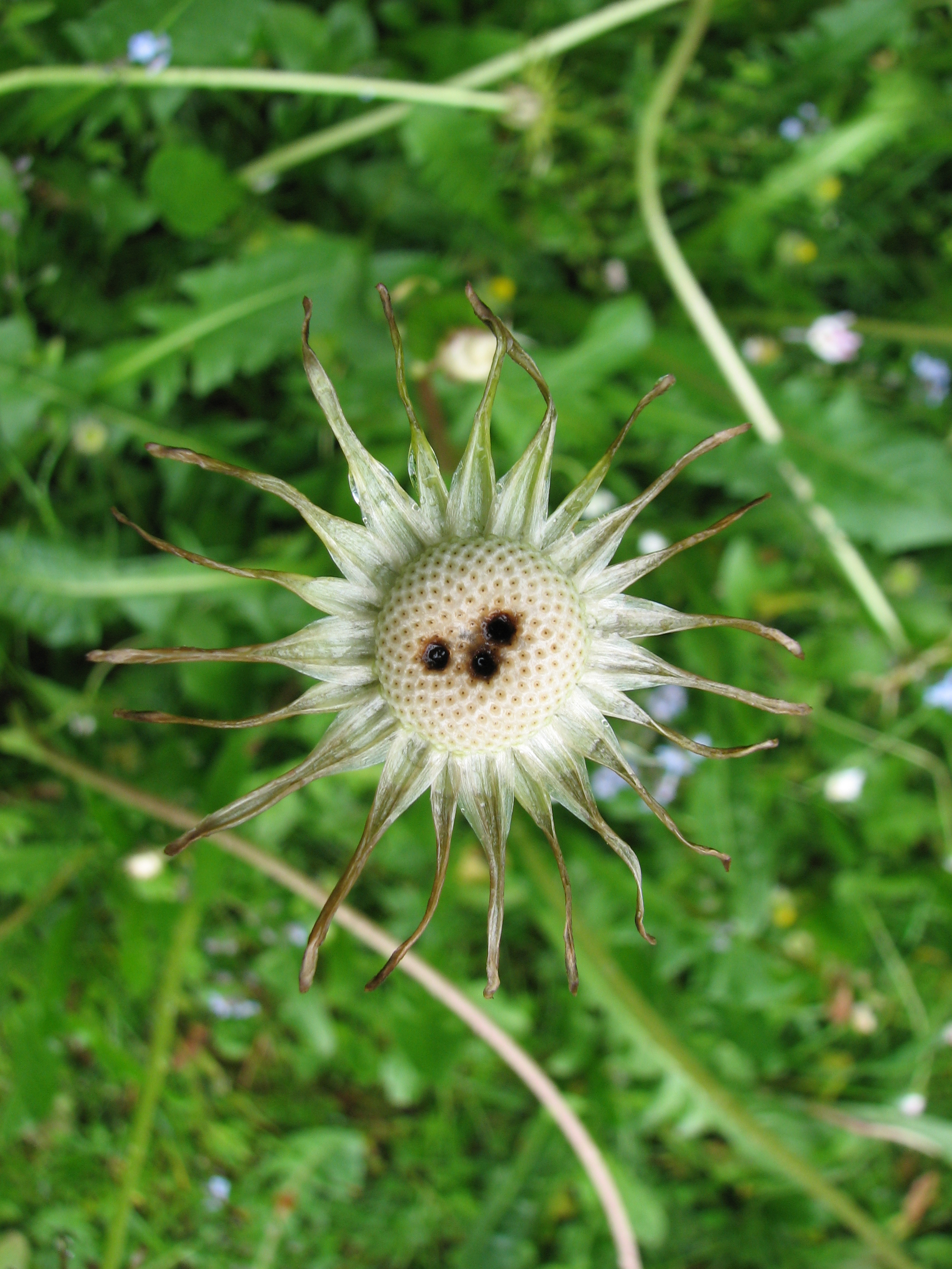 Gewöhnlicher Löwenzahn