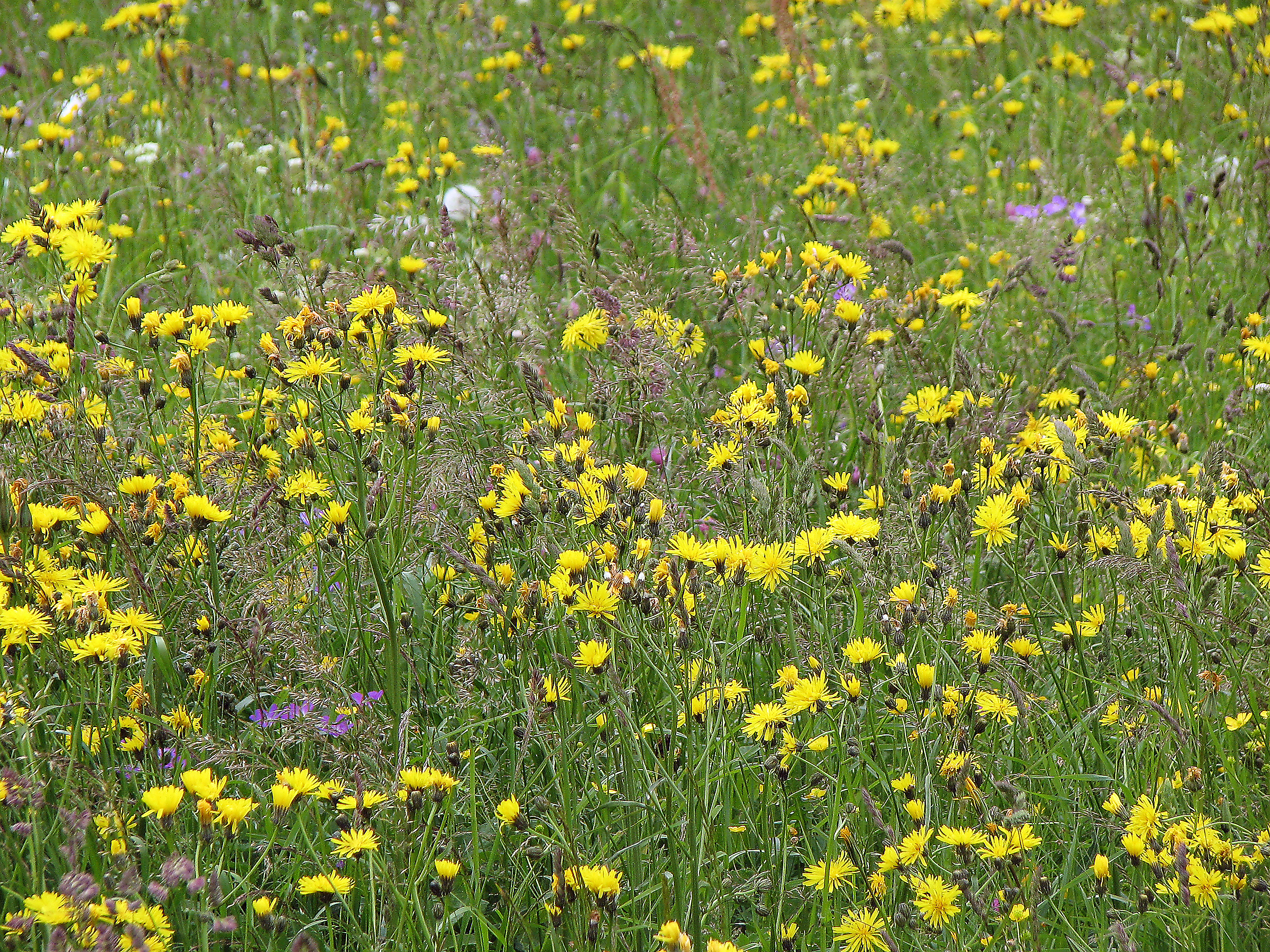 Wiesenpippau