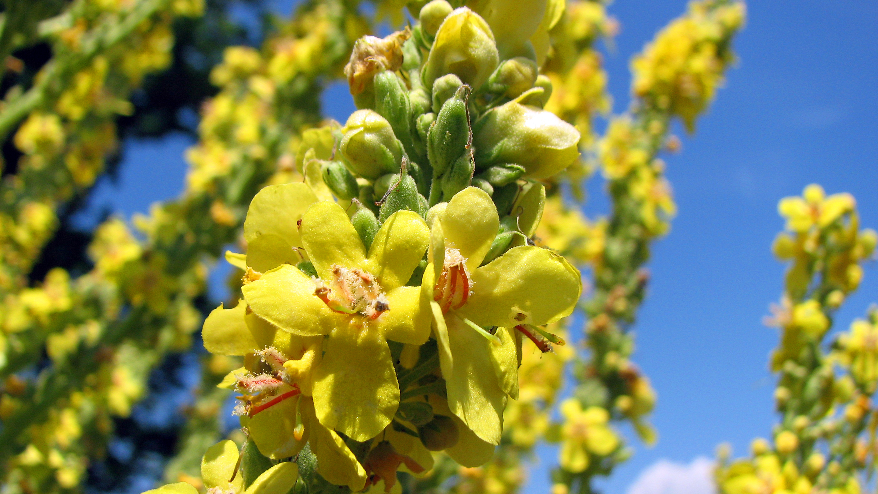 Mehlige Königskerze