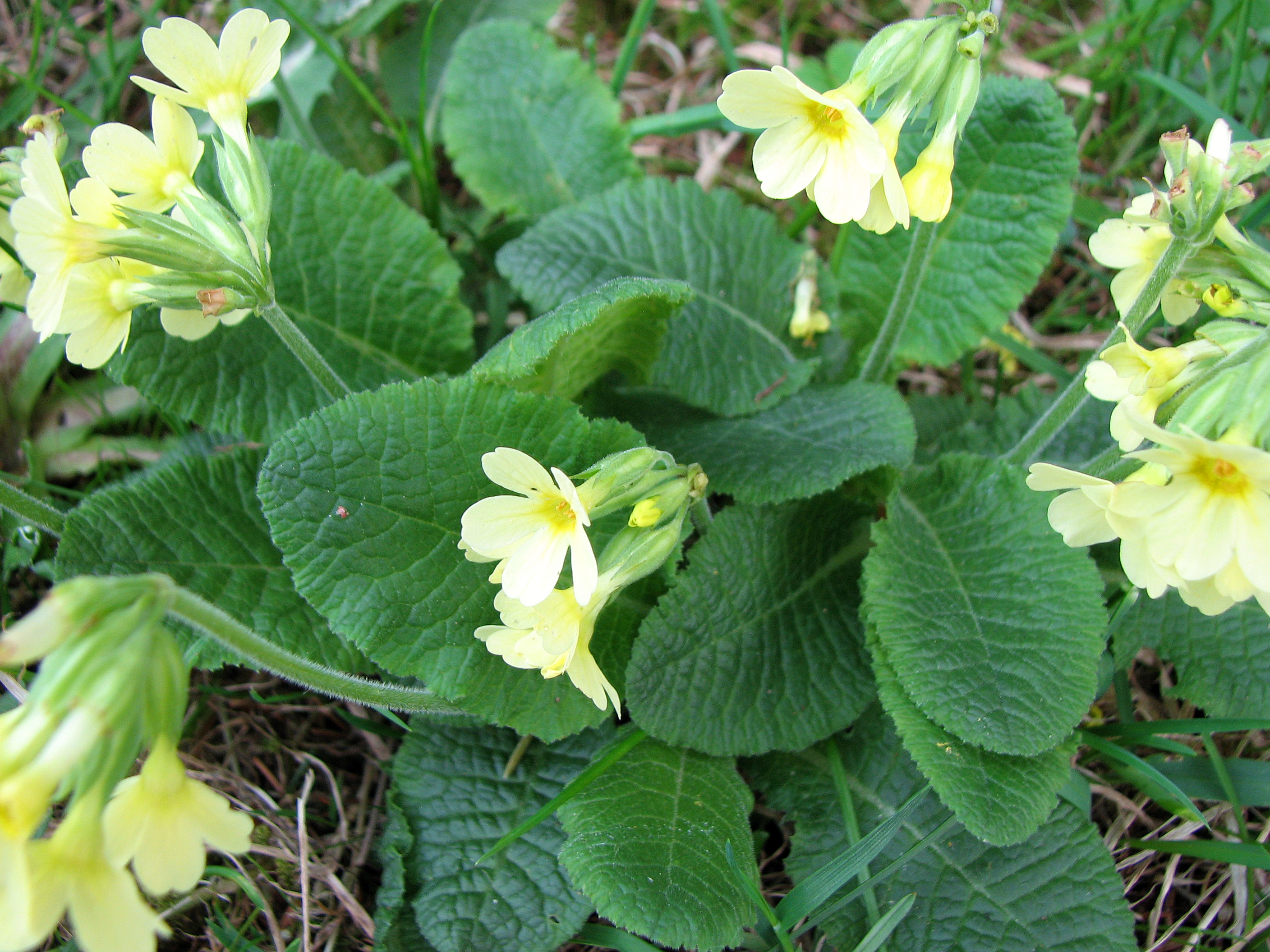 Hohe Schlüsselblume