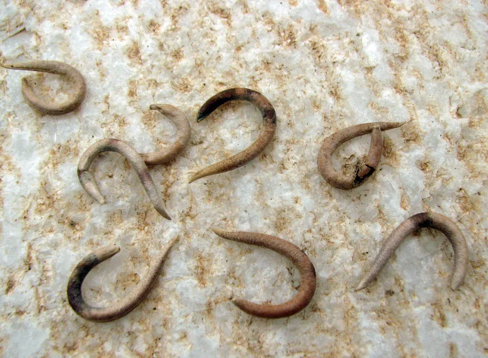 Balansas Bockshornklee