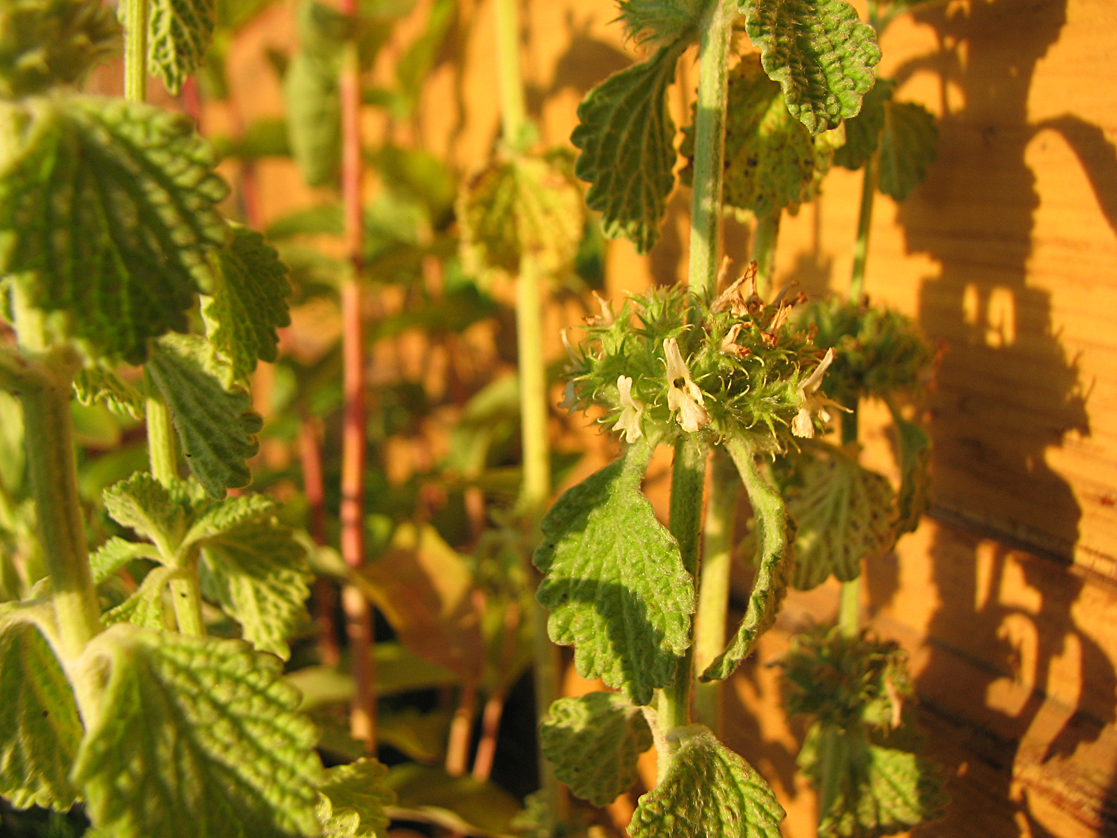 Gewöhnlicher Andorn