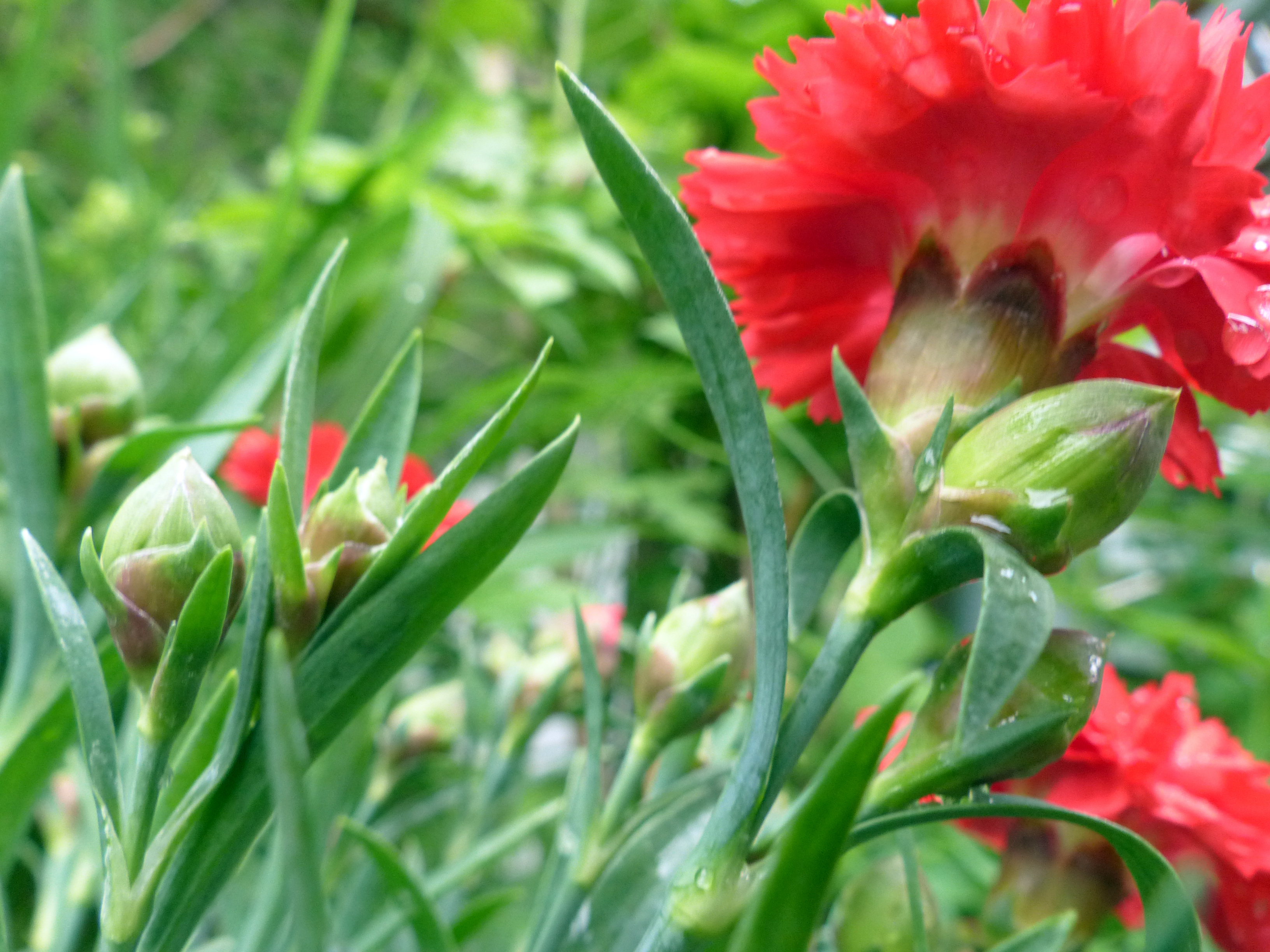Edelnelke, Gartennelke, Landnelke, Topfnelke