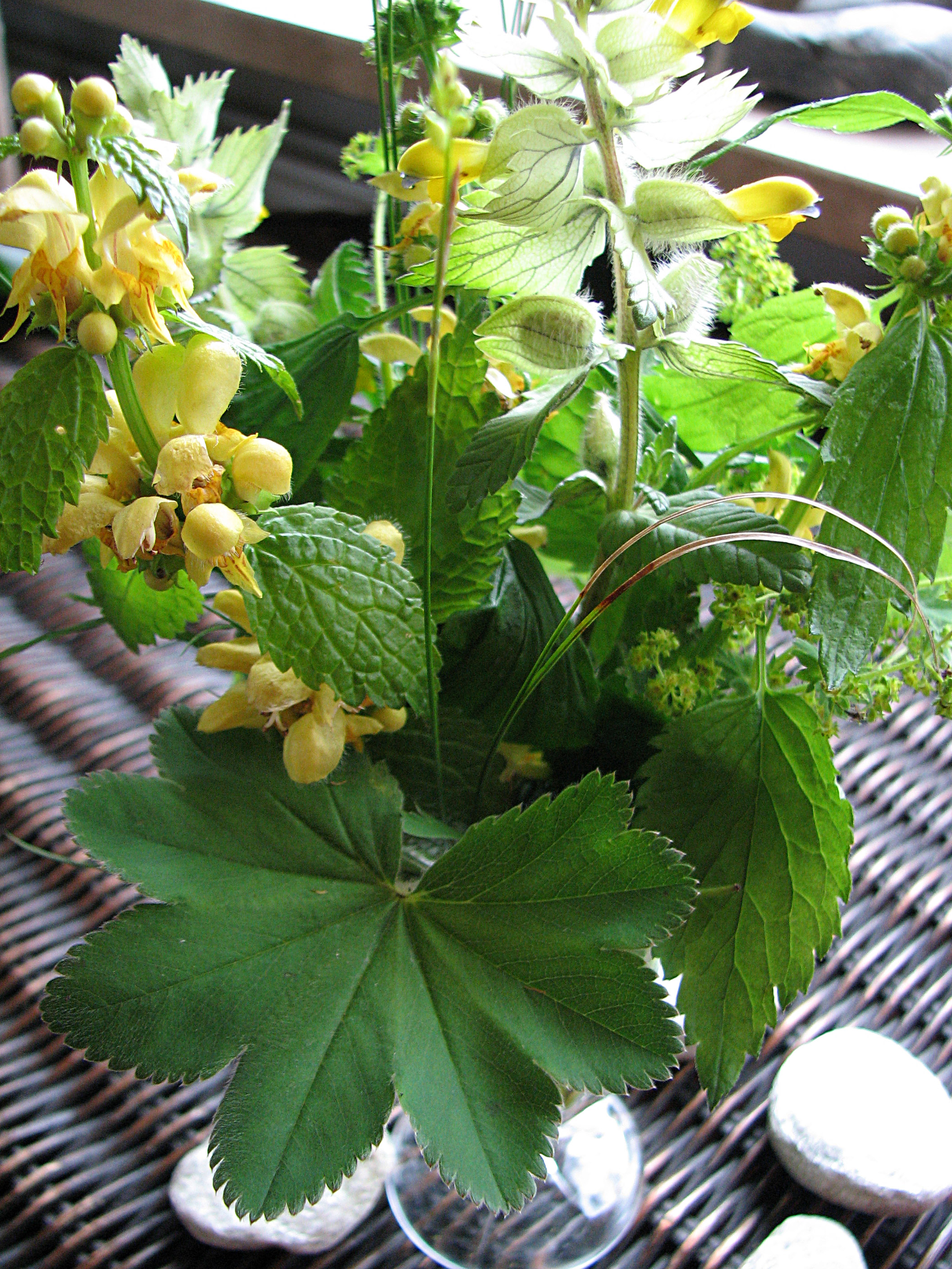 Zottiger Klappertopf