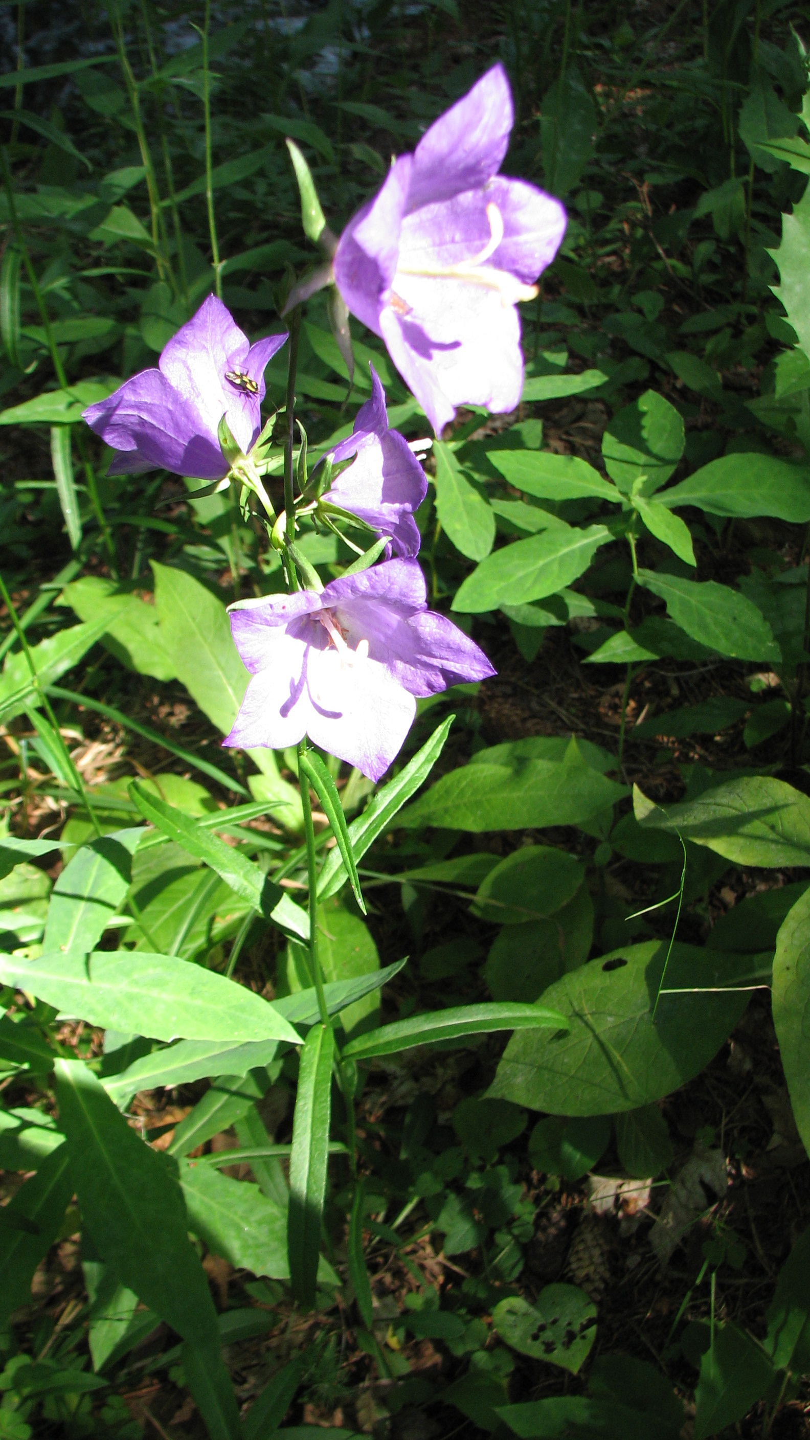Pfirsichblättrige Glockenblume