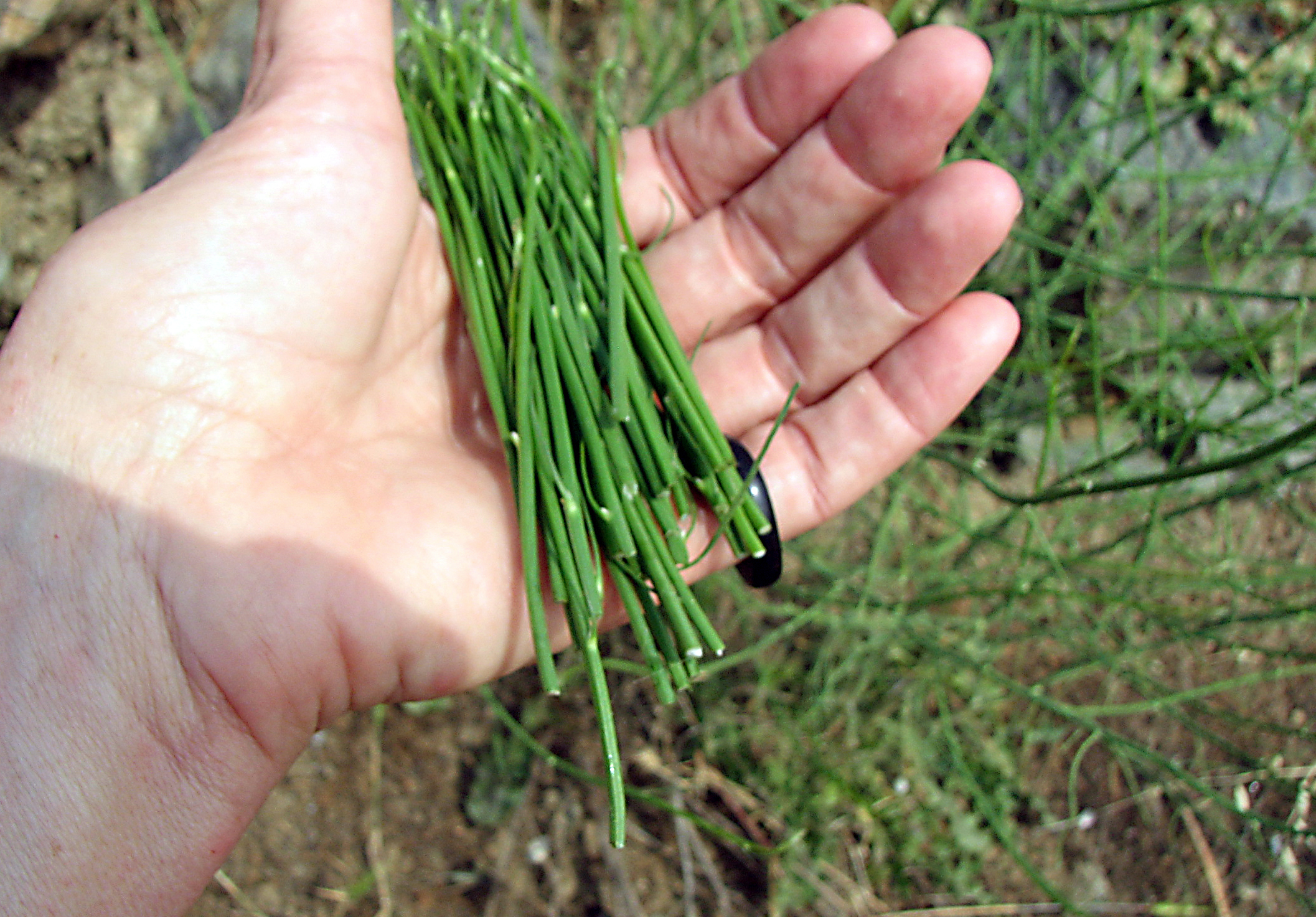 Großer Knorpellattich