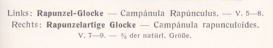 Rapunzelglockenblume