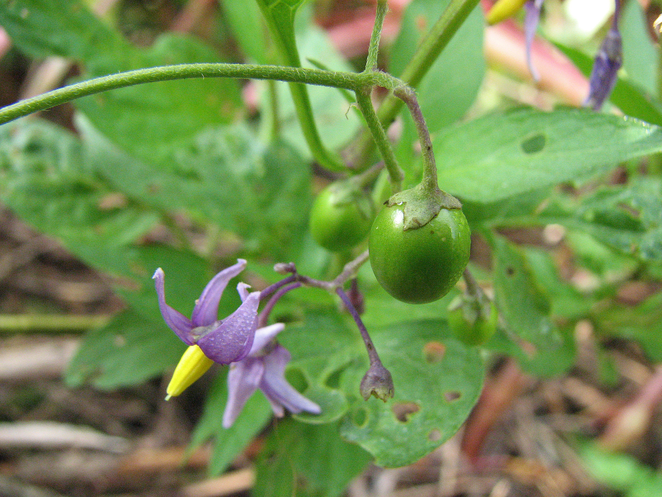 Bittersüßer Nachtschatten