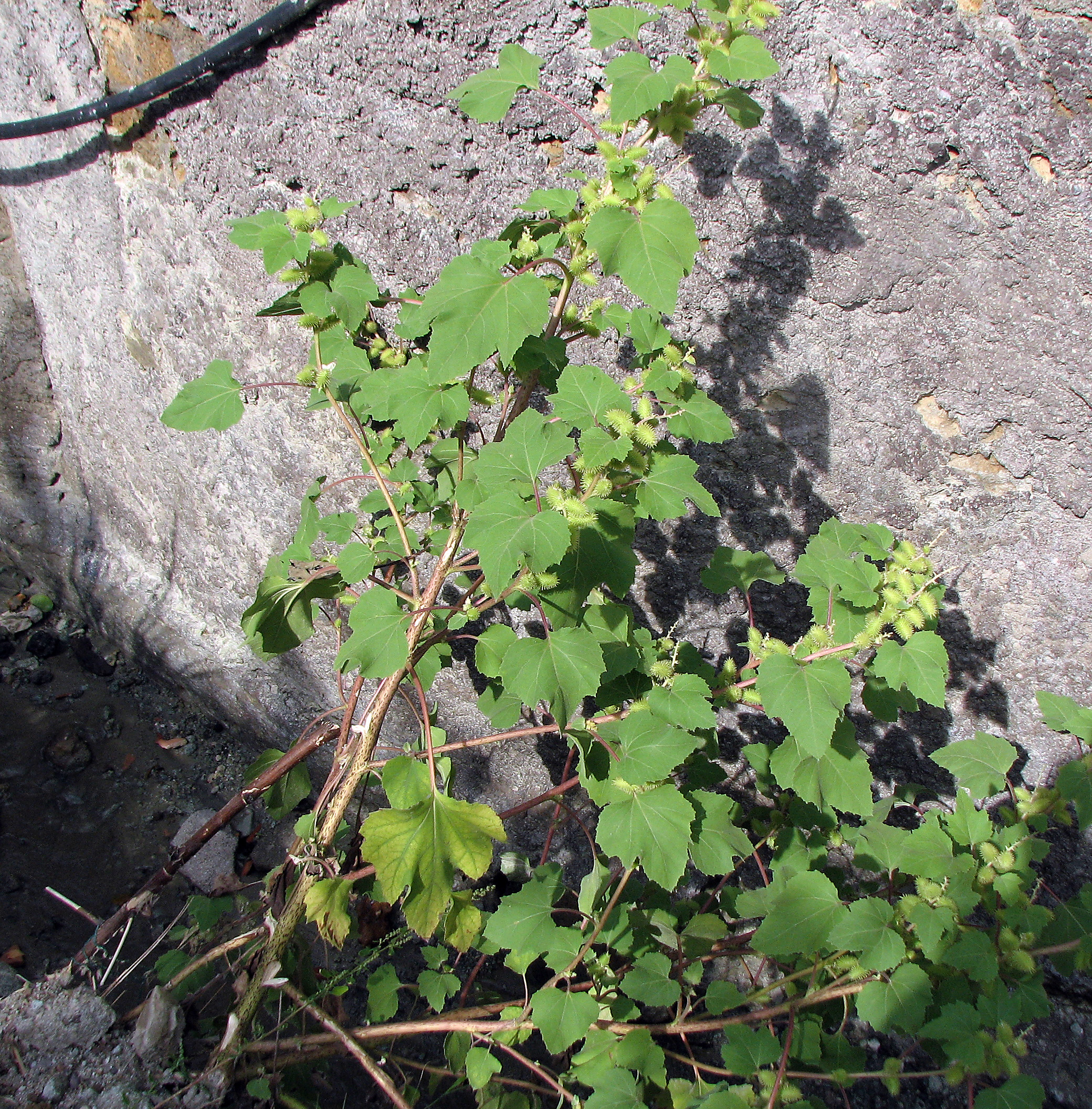 Gewöhnliche Spitzklette