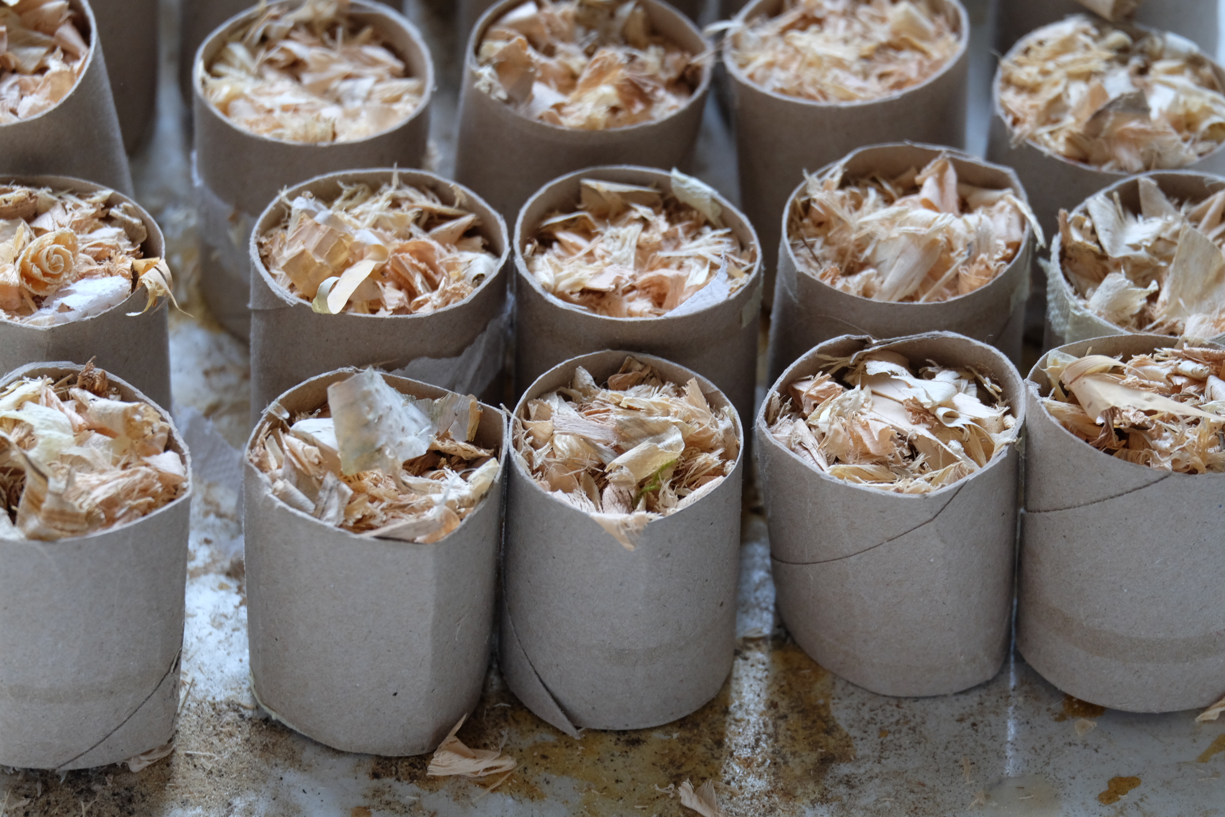 <p>Das Befüllen der halbierten Klopapierrollen mit Sägespänen und Birkenrinde ist eine lustige und ungefährliche Arbeit für die Kinder.</p>