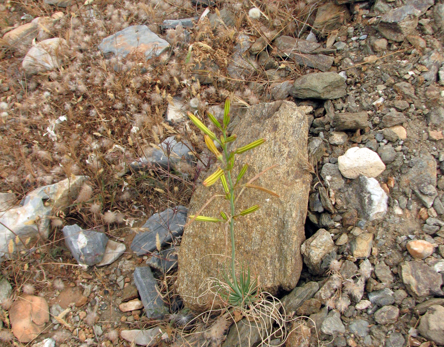 Liburnische Junkerlilie