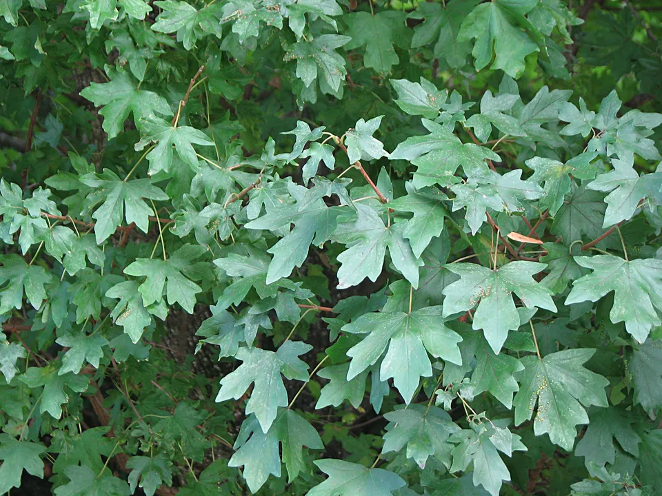 Feldahorn