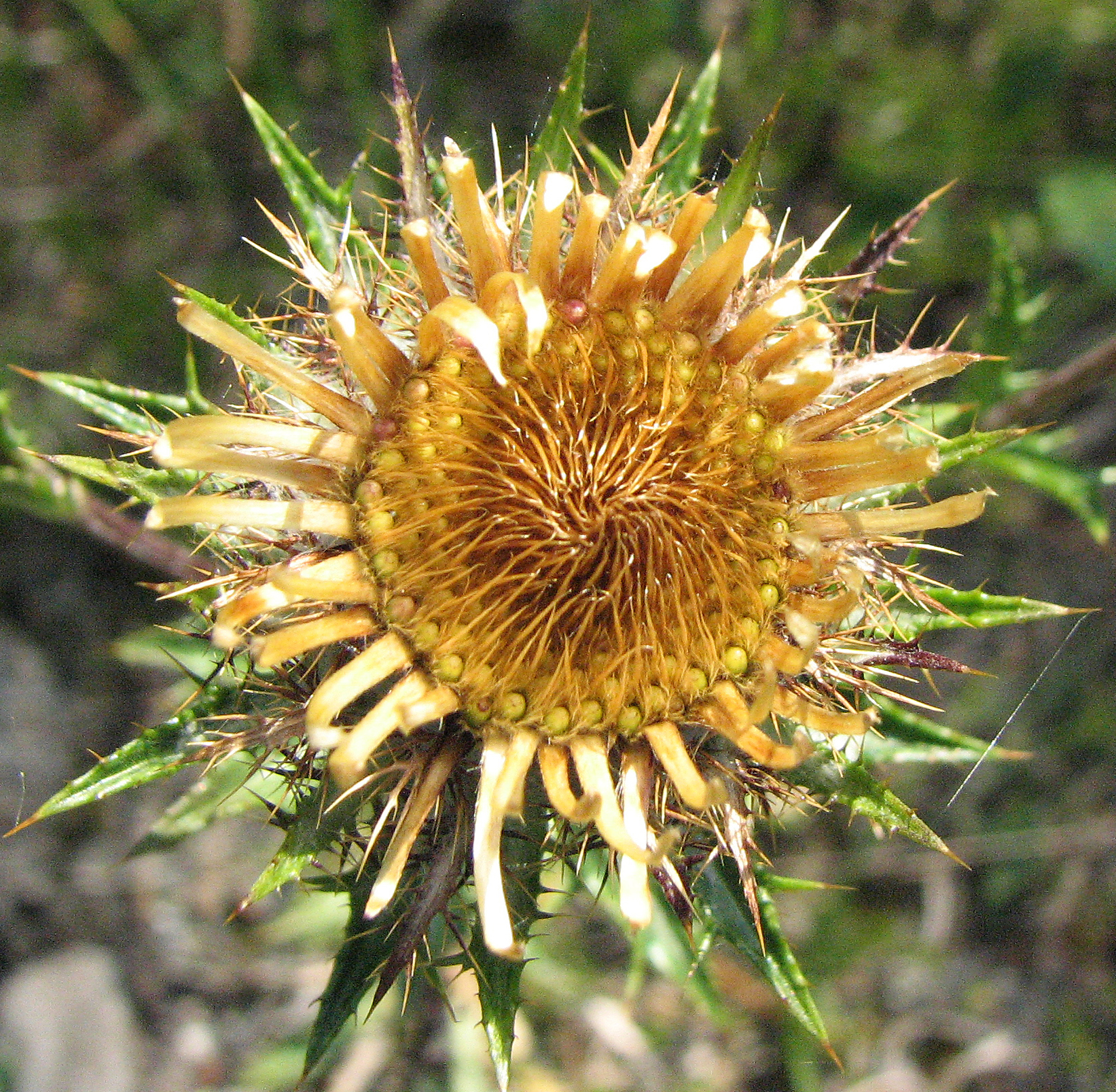 Golddistel