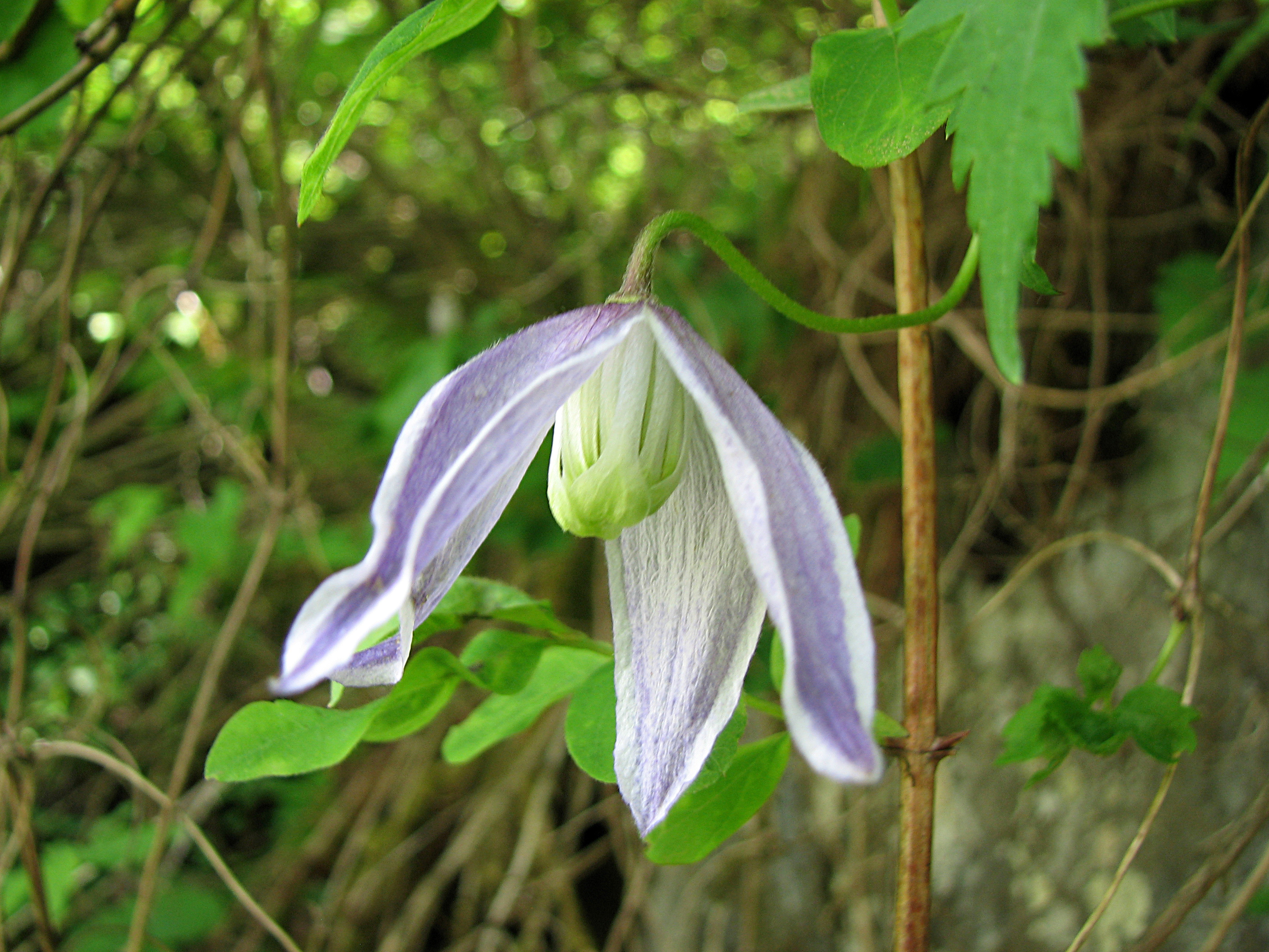 Clematis