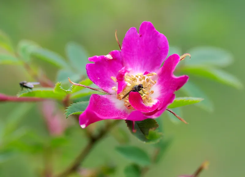 Wildpflanzen auch im Klostergarten