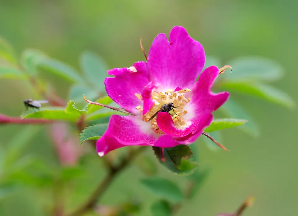 Wildpflanzen auch im Klostergarten