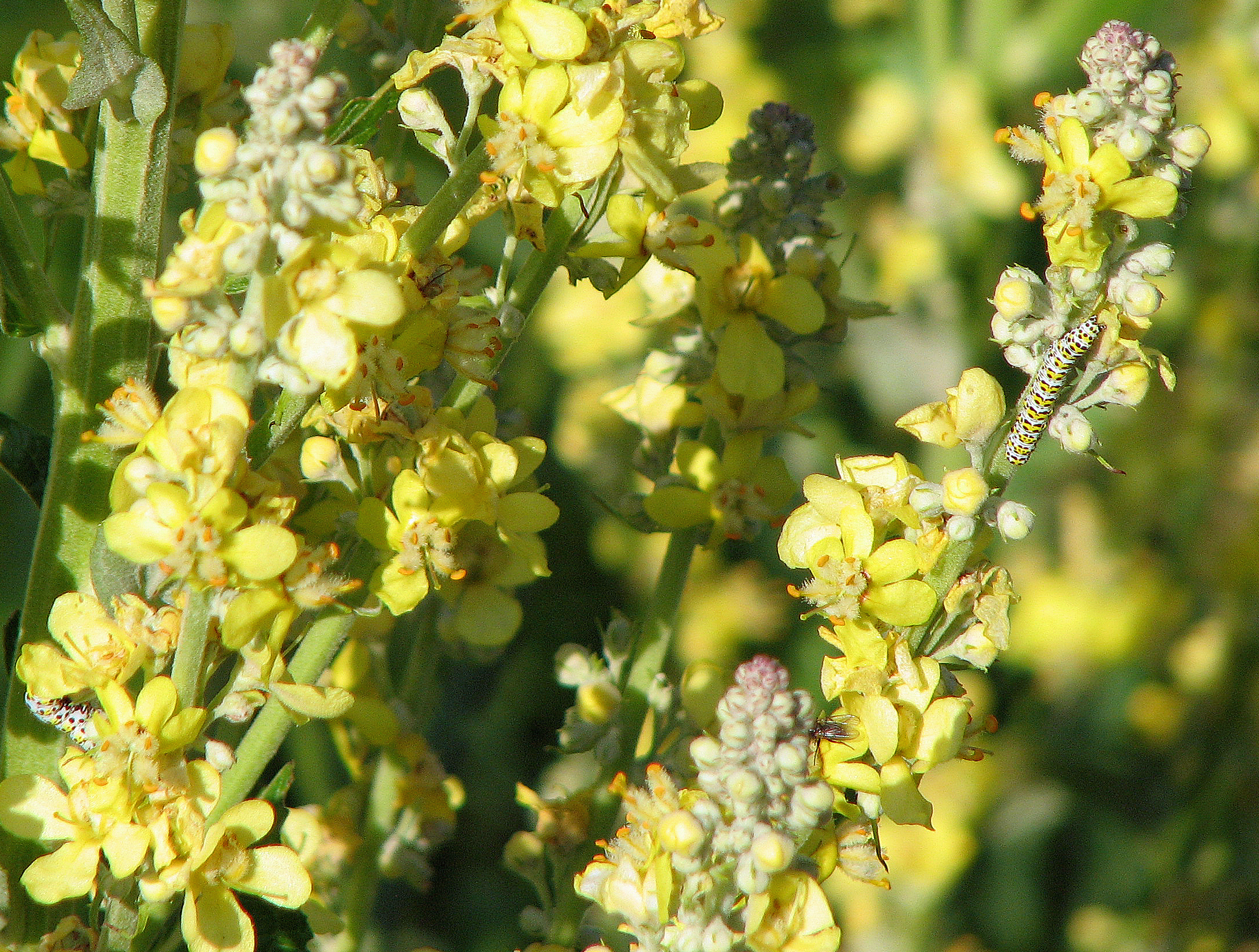 Mehlige Königskerze