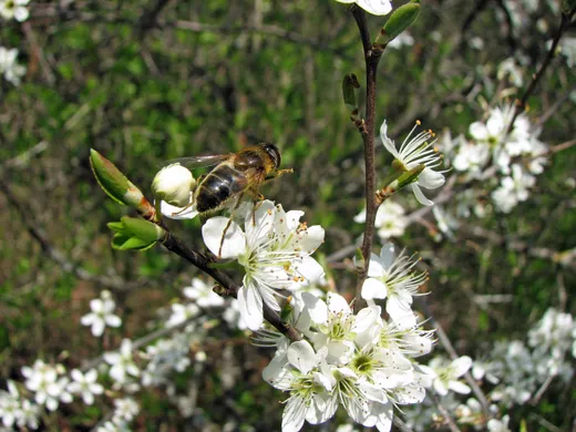 Freiwachsende Hecken schneiden