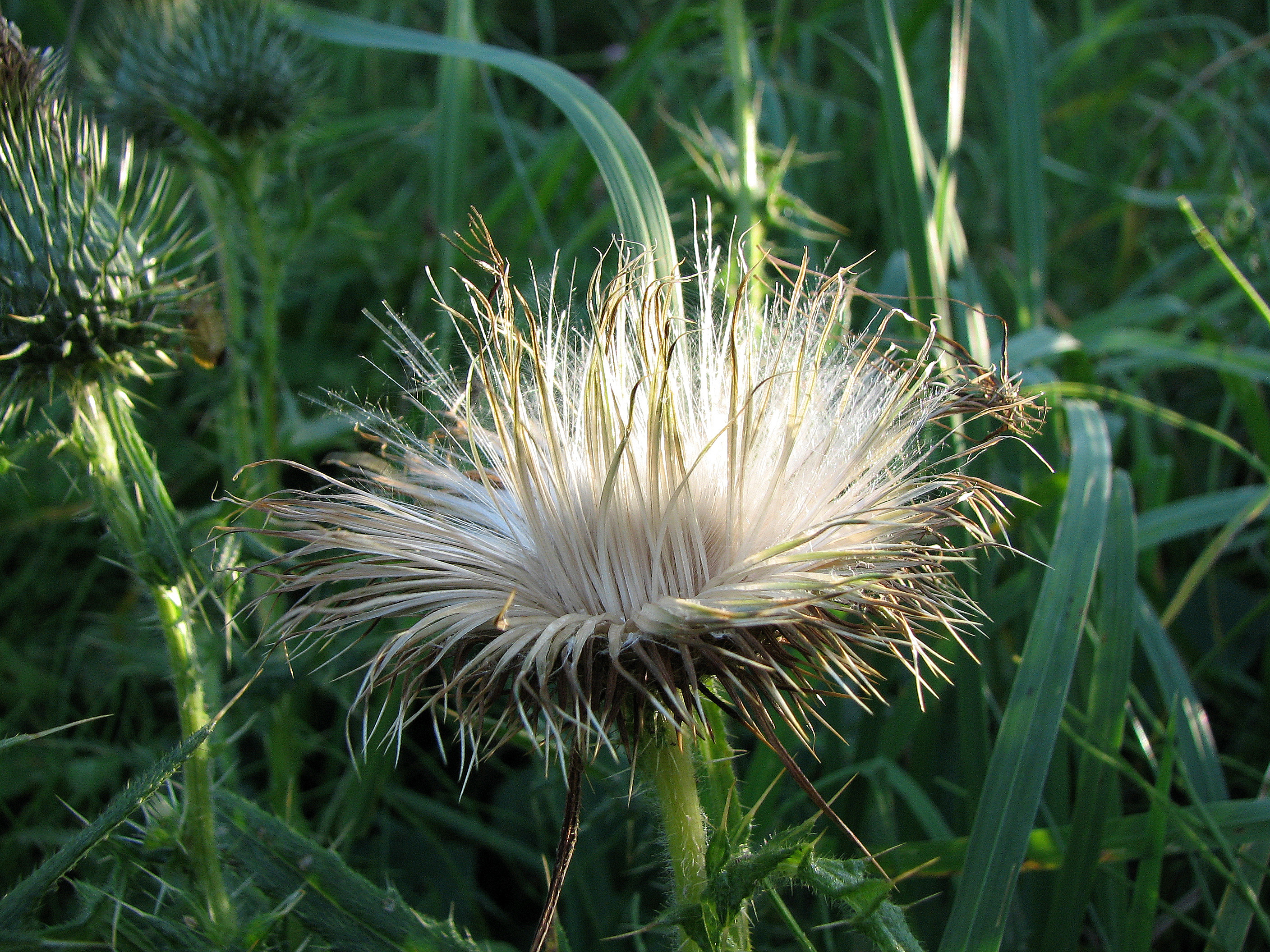 Gewöhnliche Kratzdistel