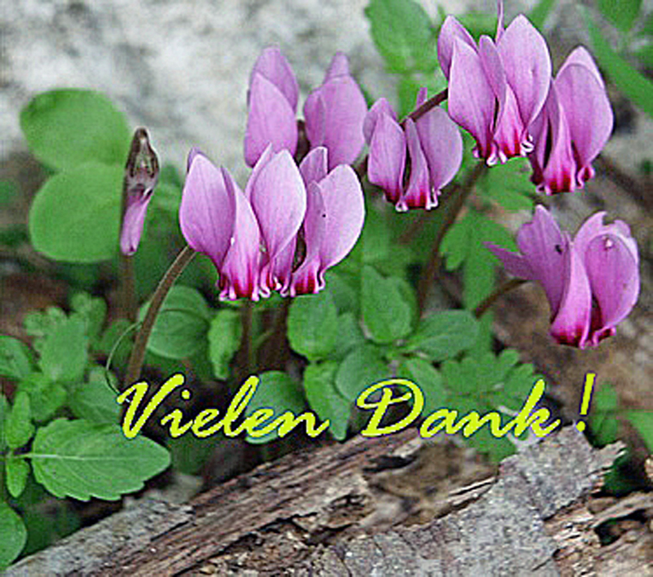 Efeublättriges Alpenveilchen