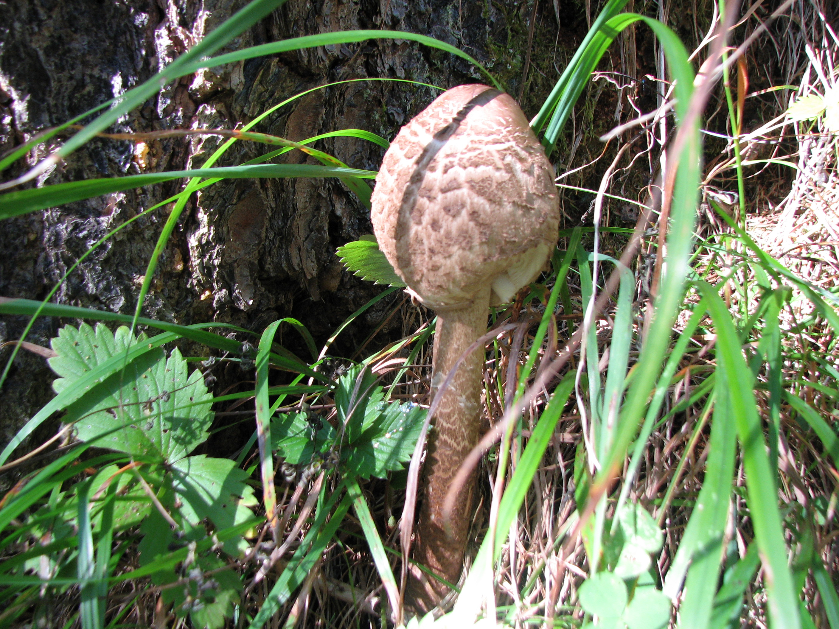 One-Pot-Pasta mit edler Pilzsauce