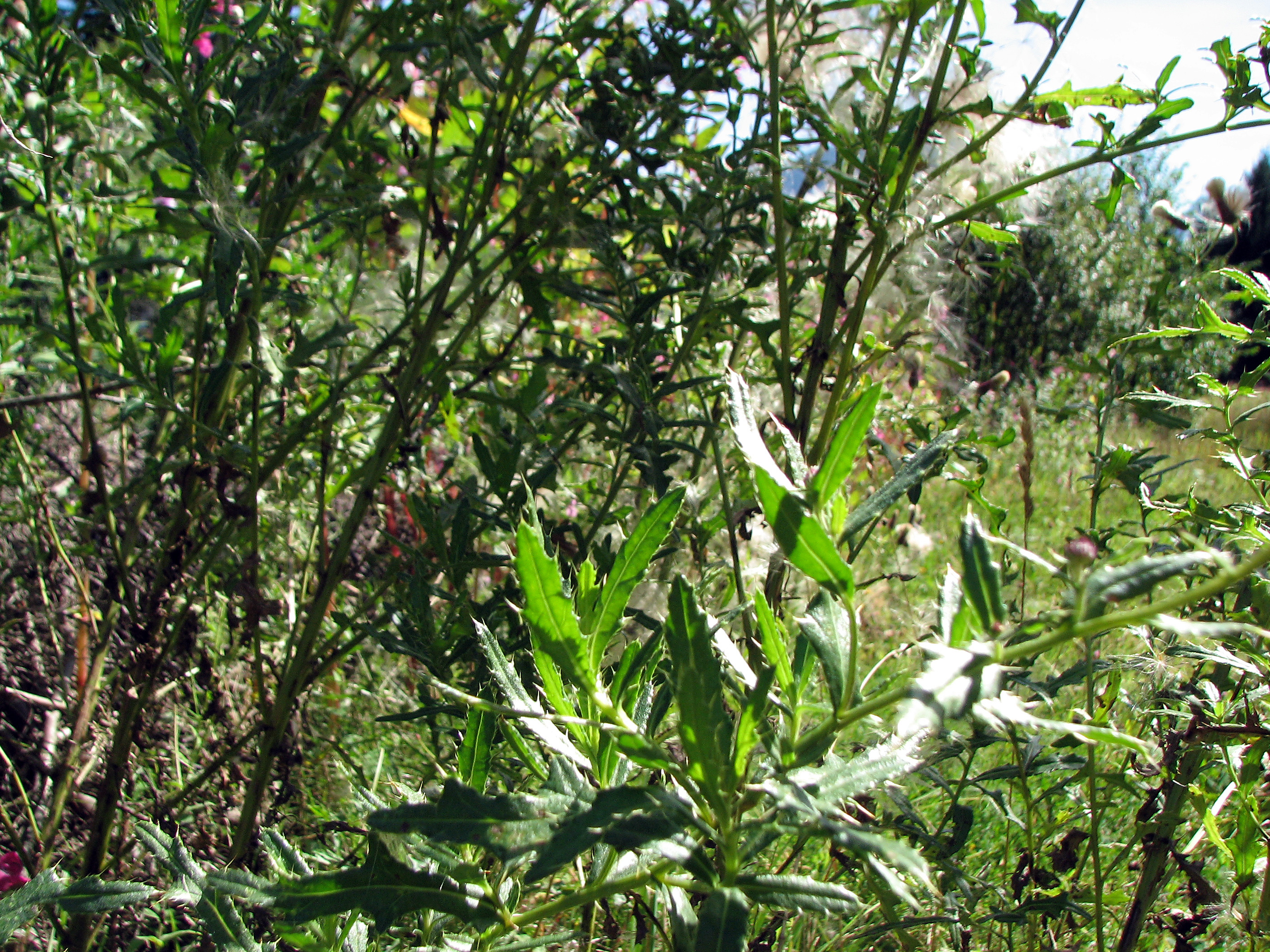 Ackerkratzdistel