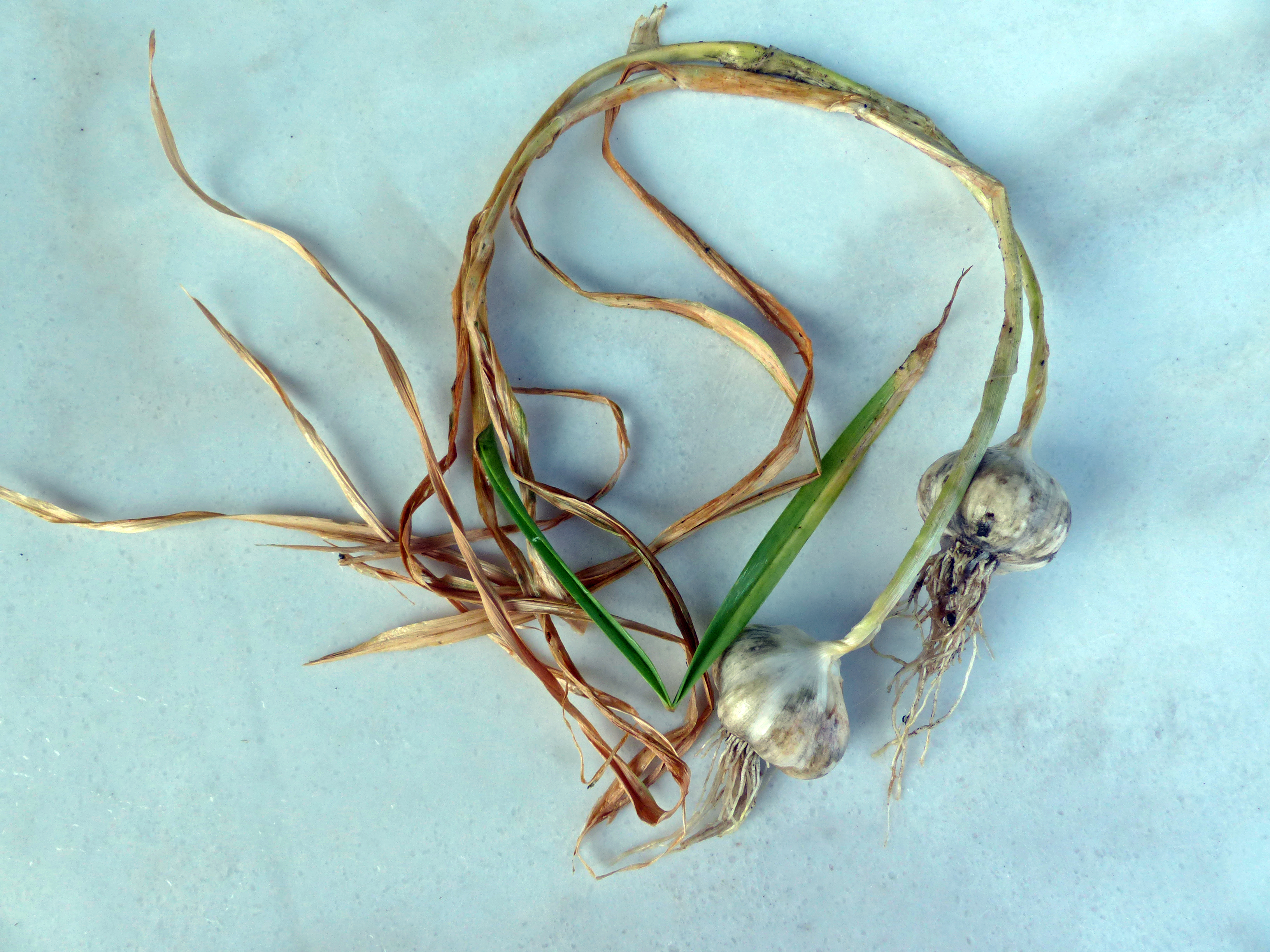 Knoblauch