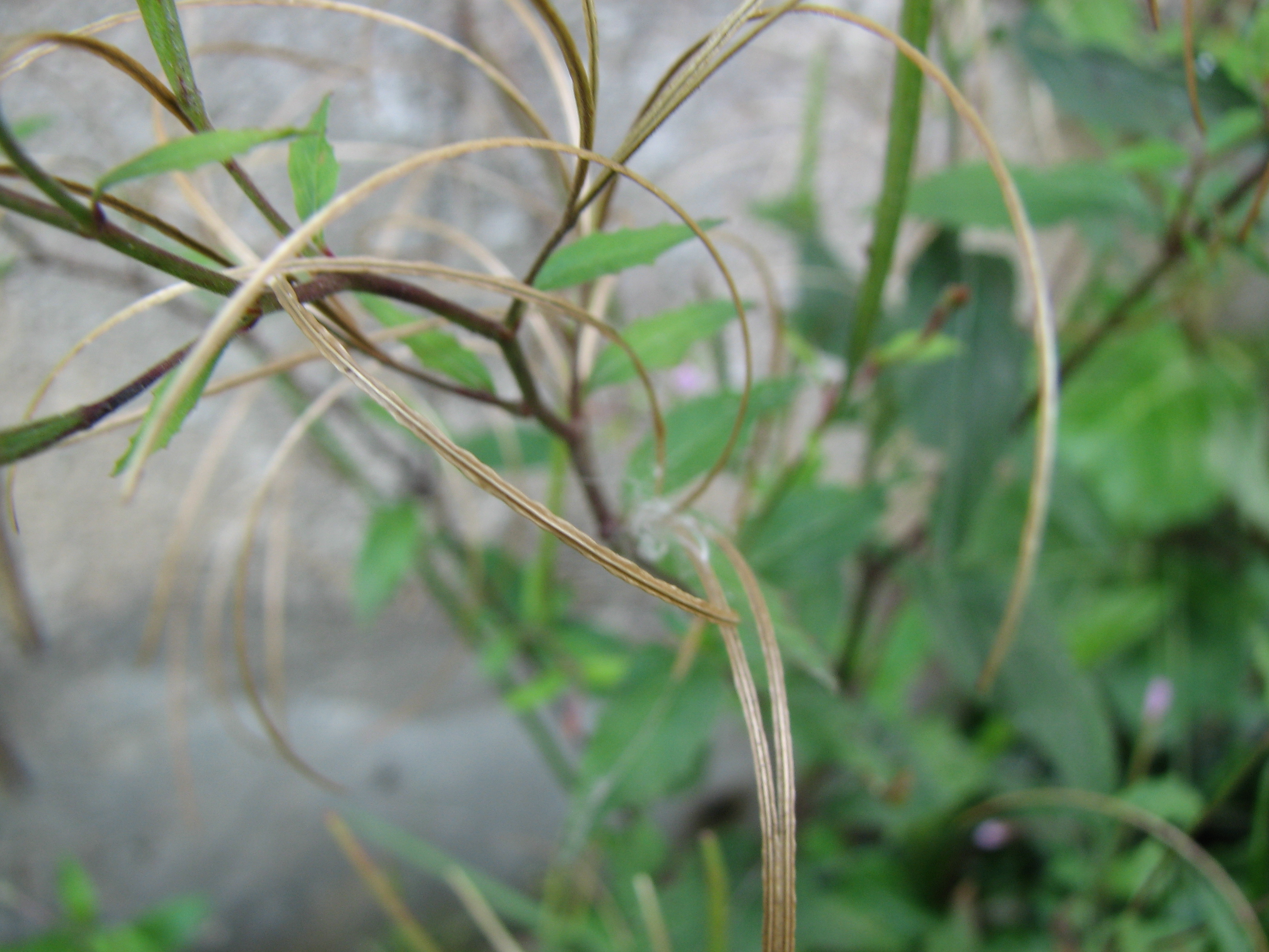 Kleinblütiges Weidenröschen